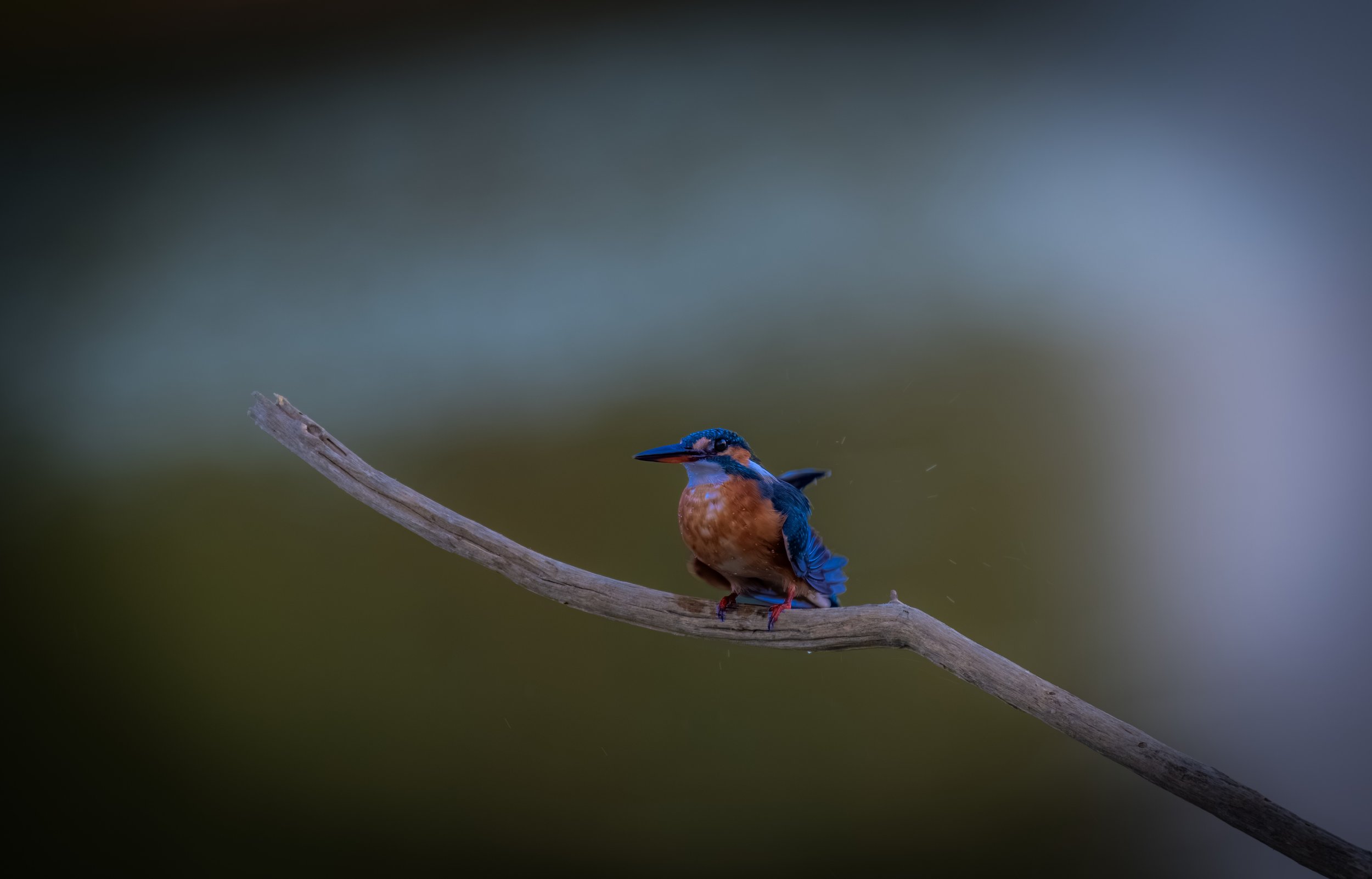 Kingfisher.jpeg