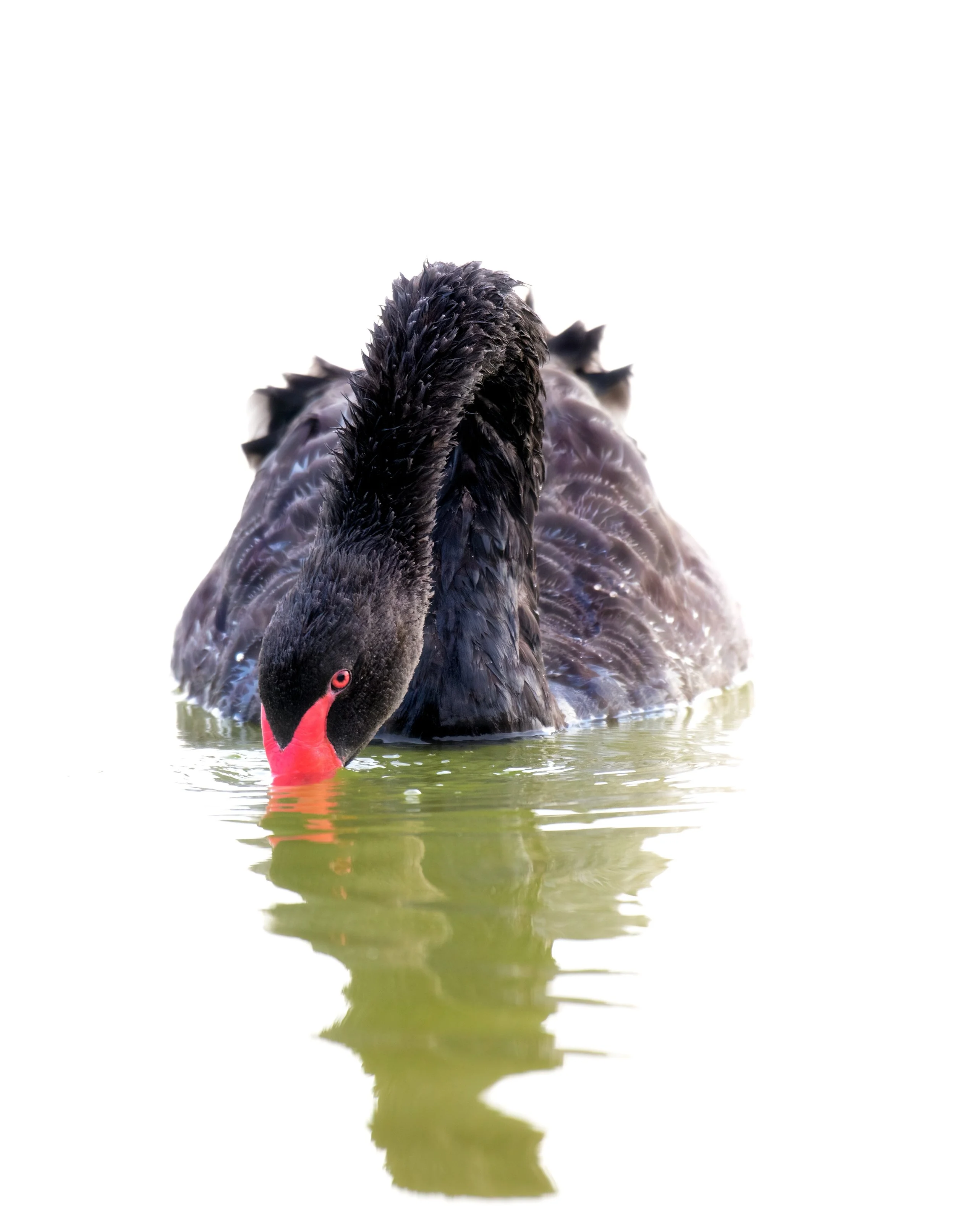 Black Swan.jpeg