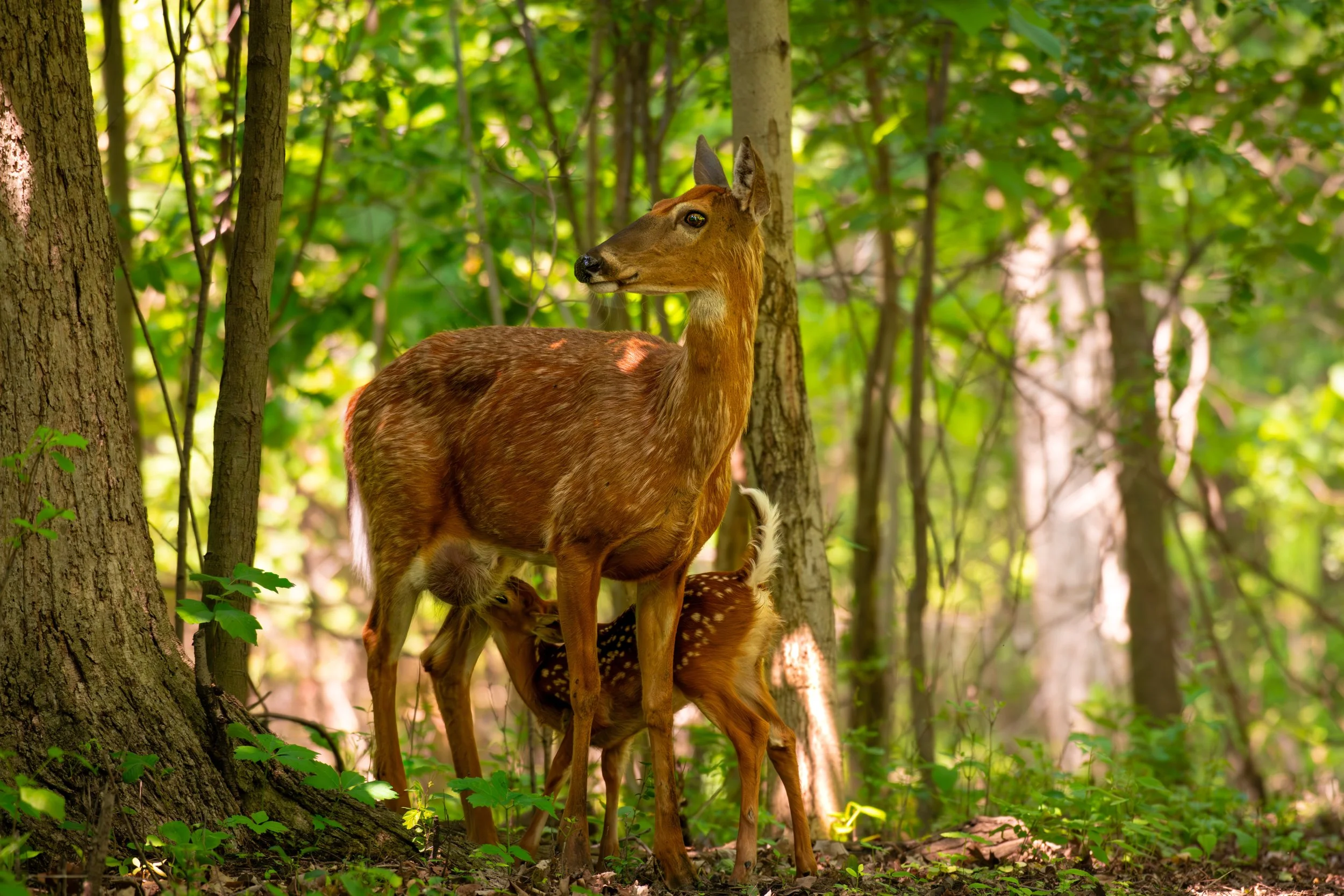 Feeding Deer 400.jpeg