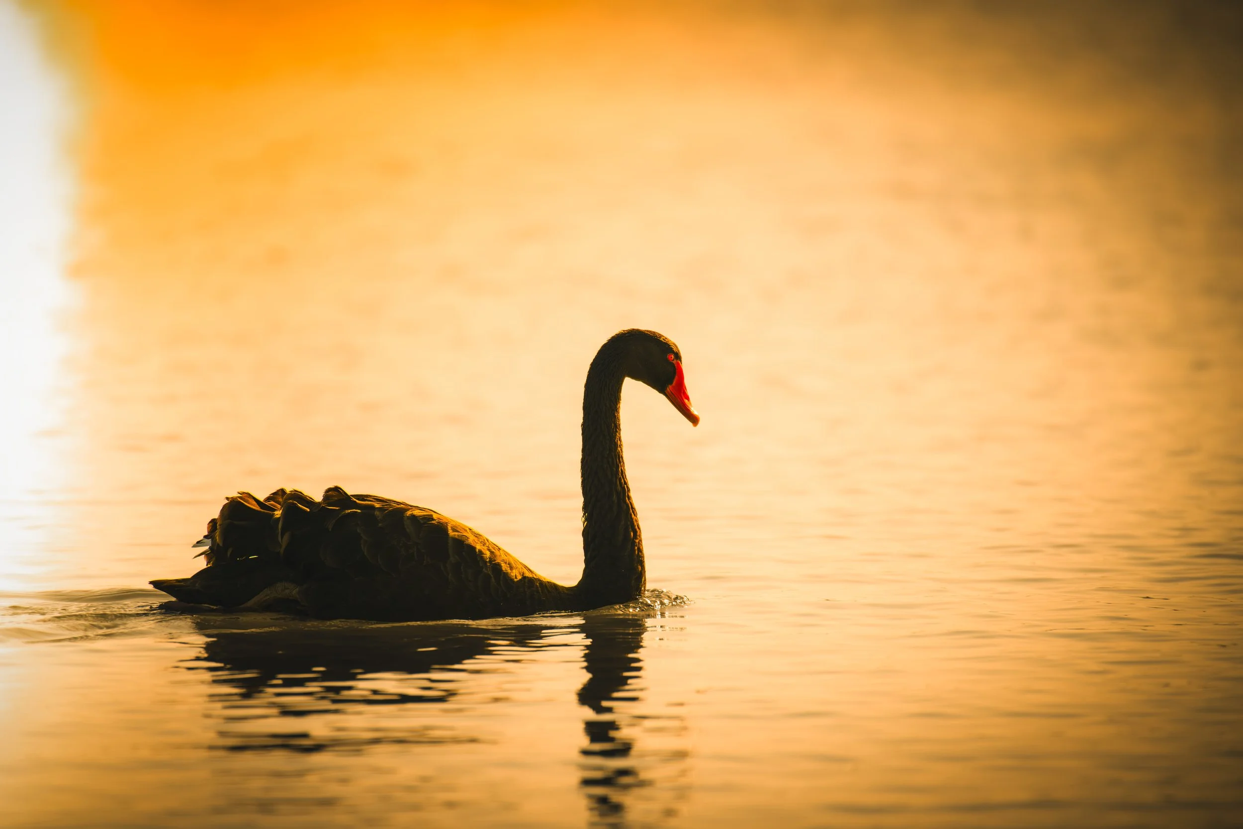 Golden pond.jpeg