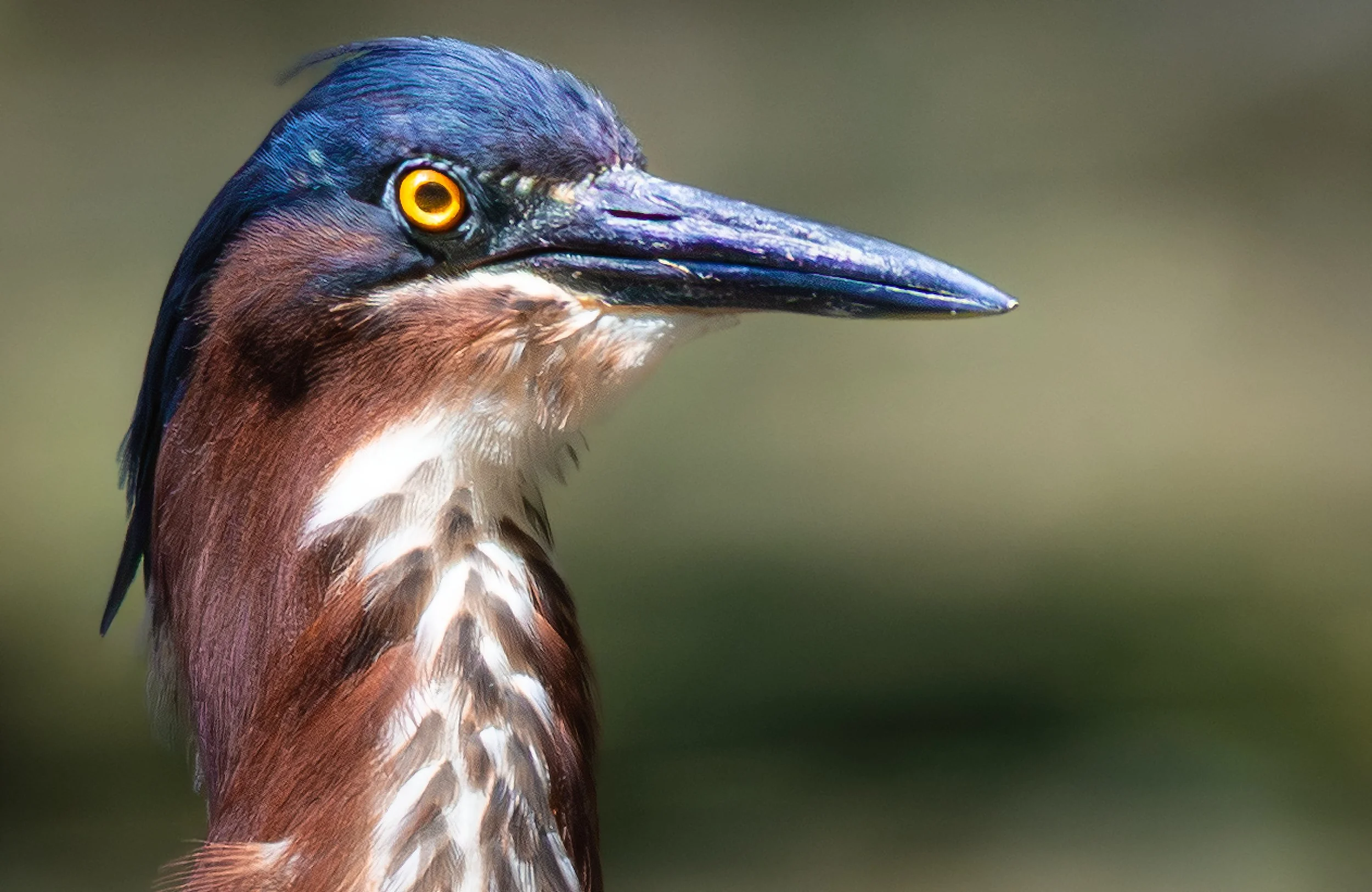 Green Heron Head.jpeg