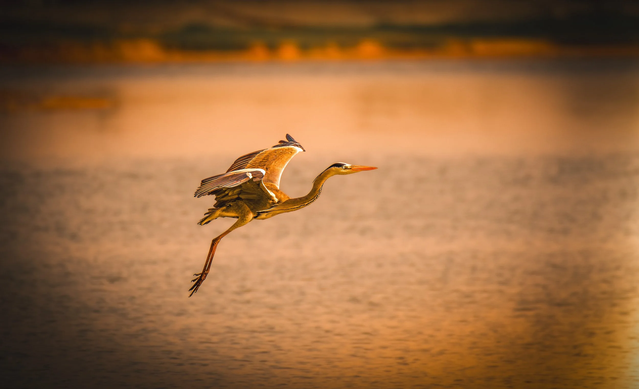 Grreat bluee Heron.jpeg