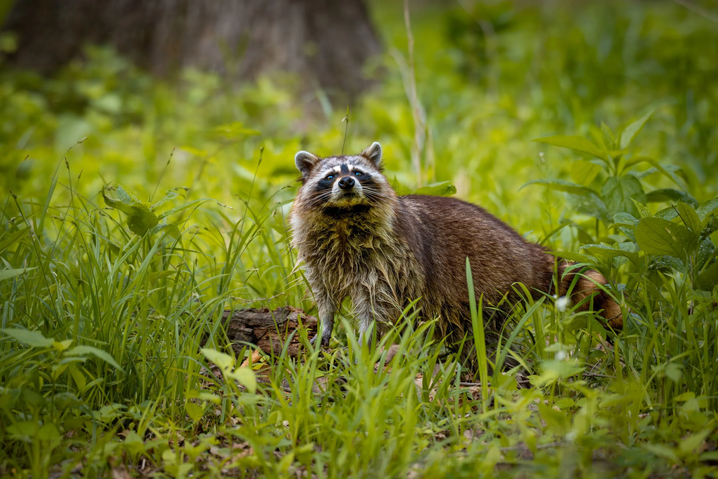 Raccoonish.jpeg
