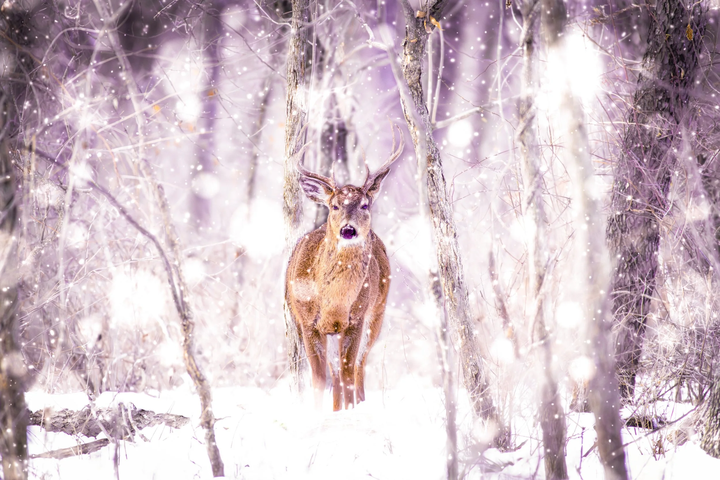 snowy blizzard deer.jpeg
