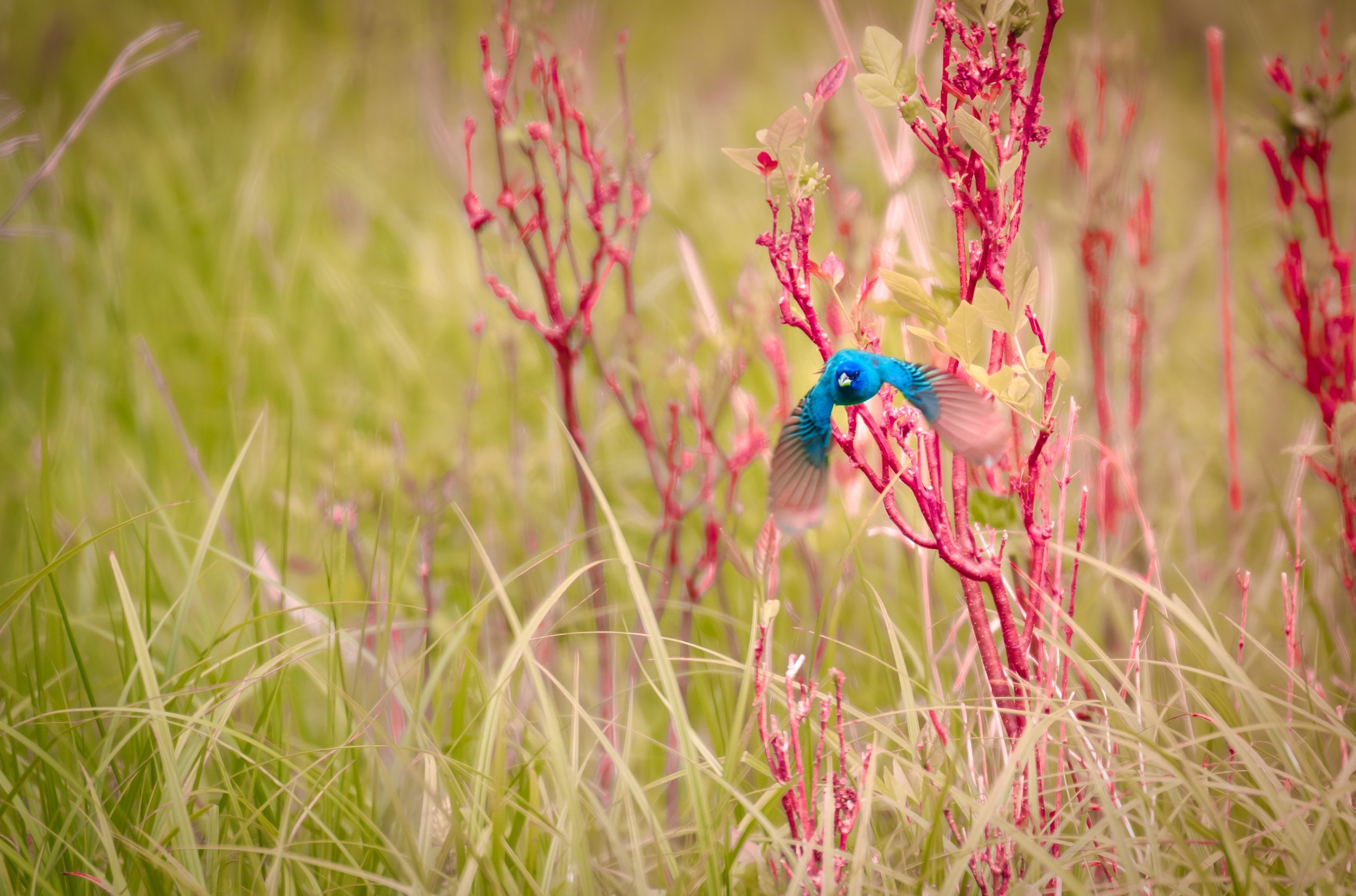 Blue Bird.jpeg