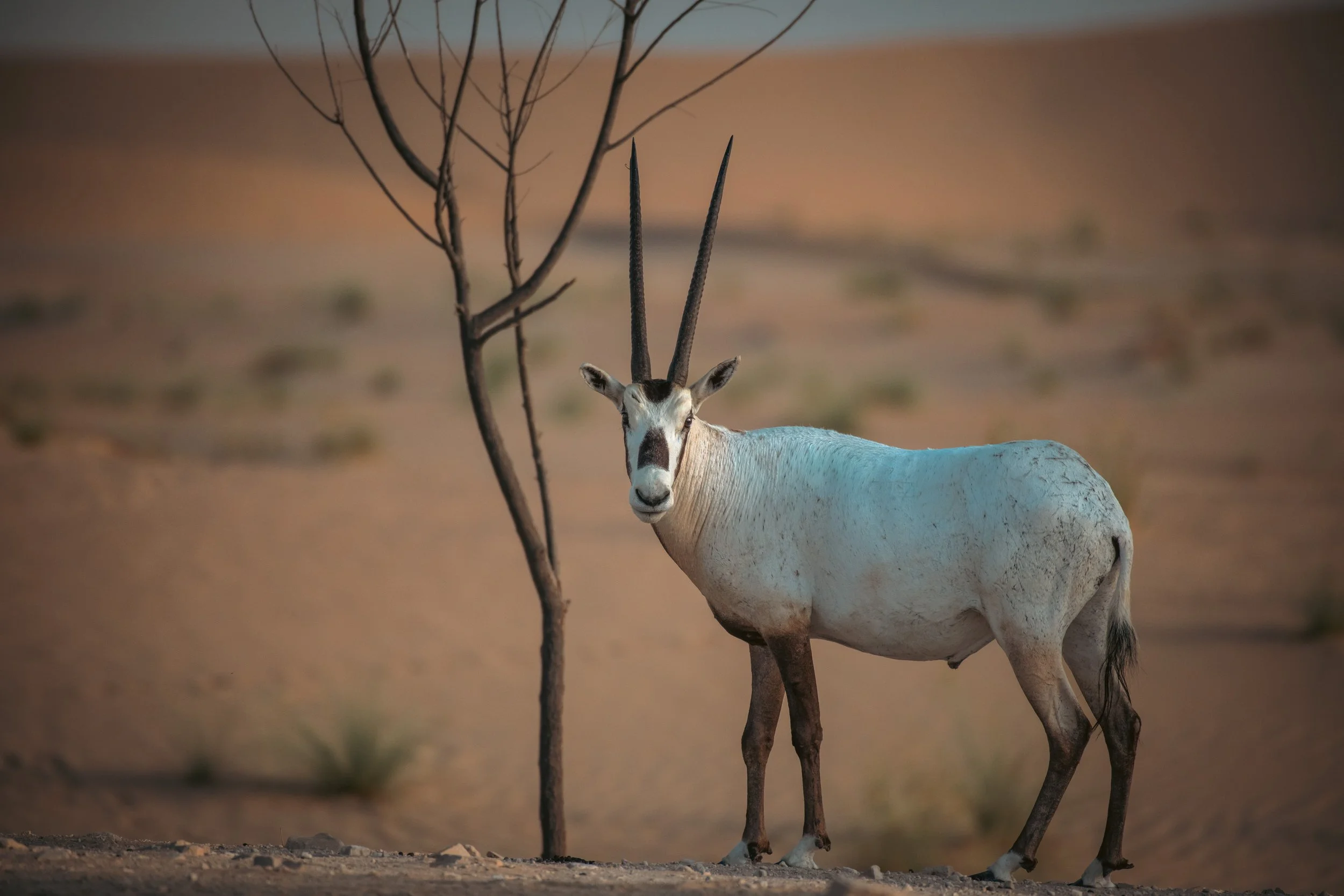 Oryx 5.jpeg