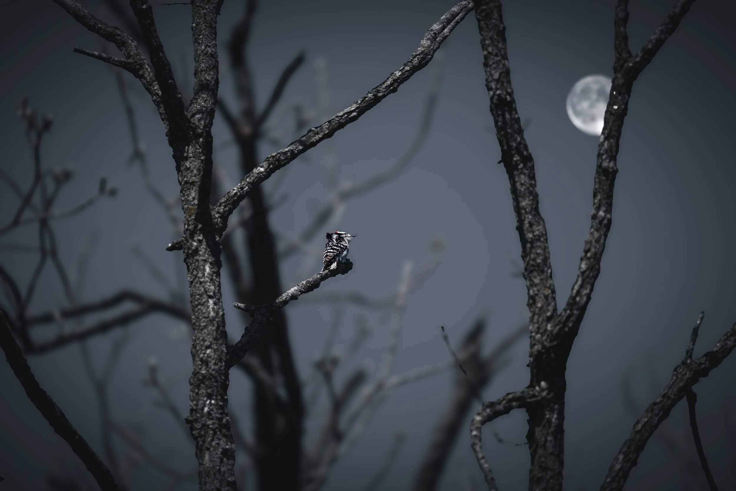 woodpecker 1212.jpeg