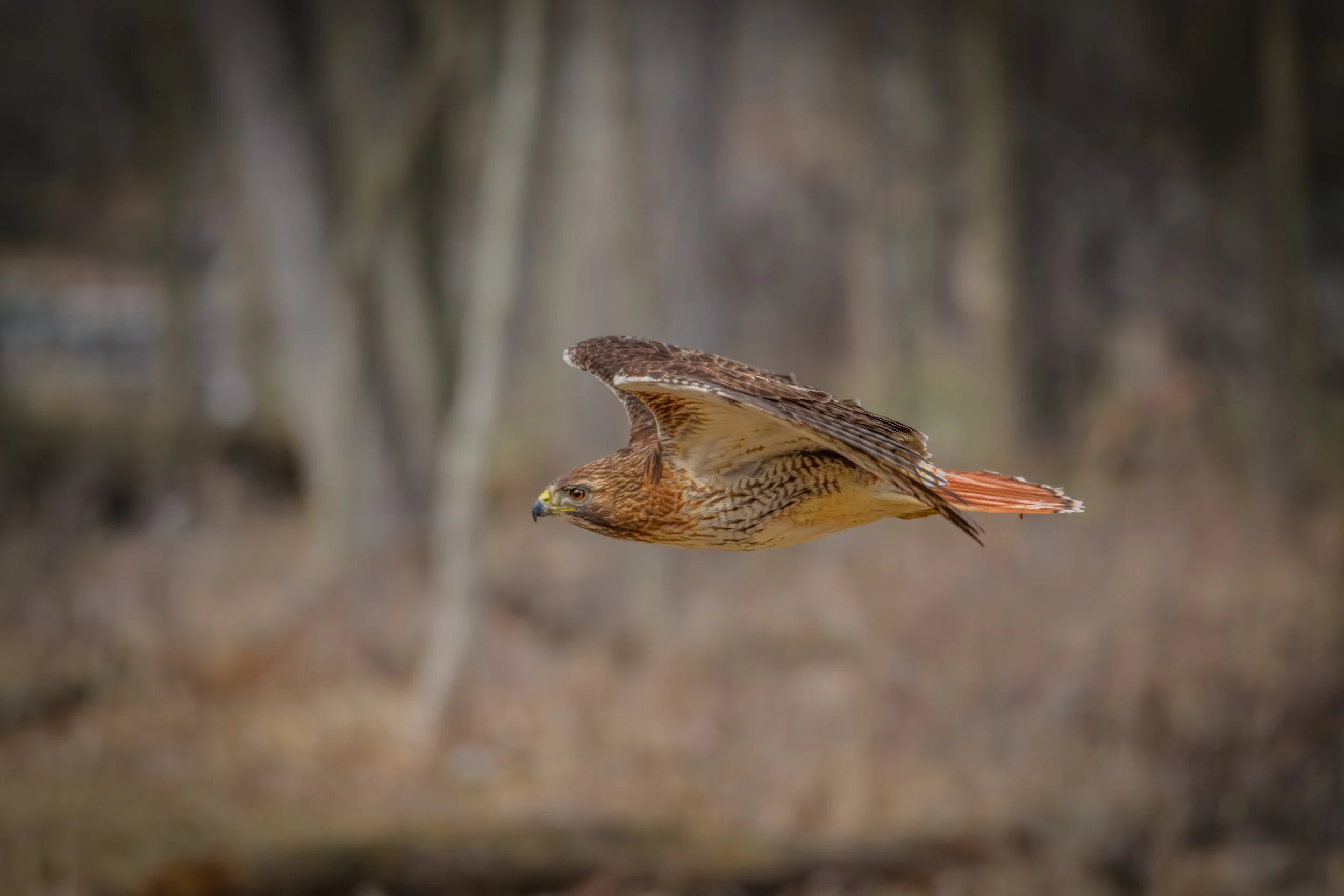 Low Flying Hawk.jpeg