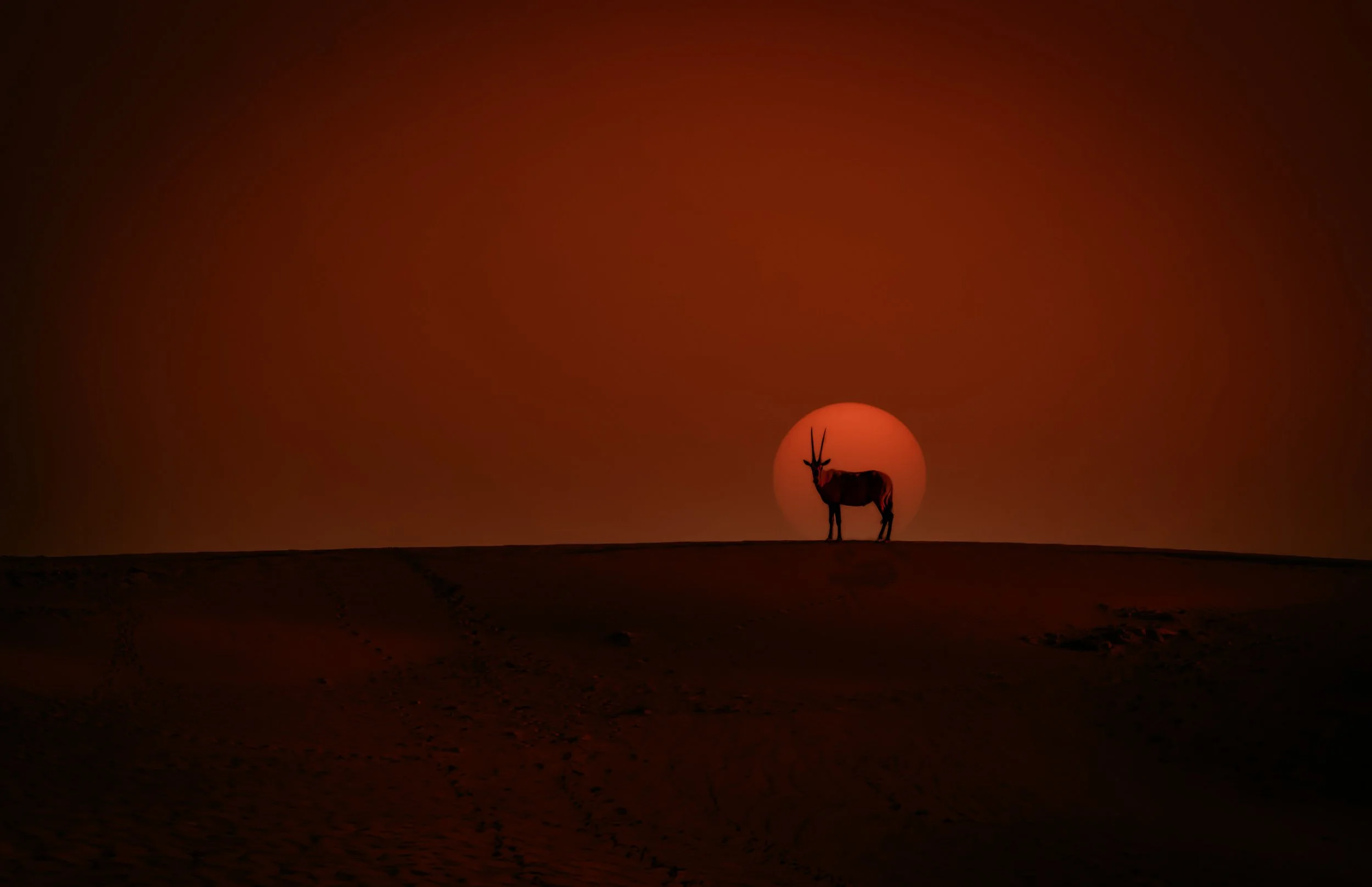 Oryx Looking 400.jpeg