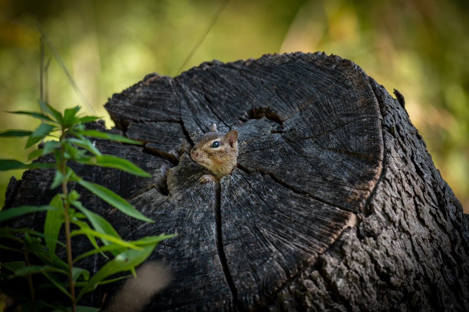 WhatsApp Image 2025-09-08 at 3.59.33 PM.jpeg