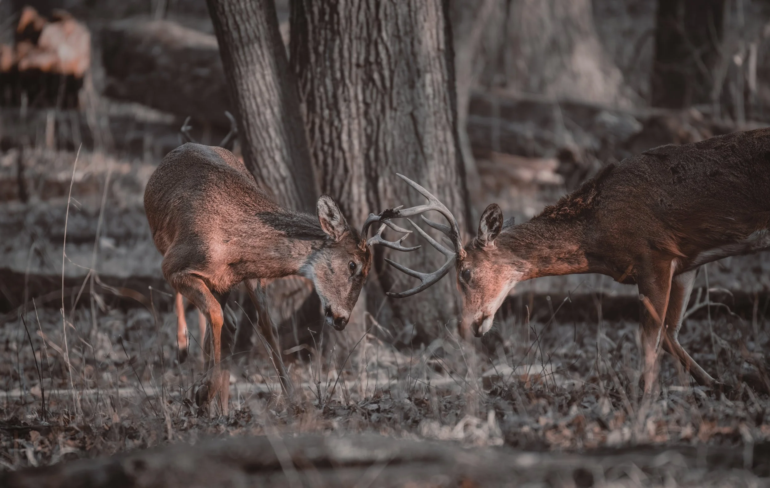 Sparring Deer 404.jpeg