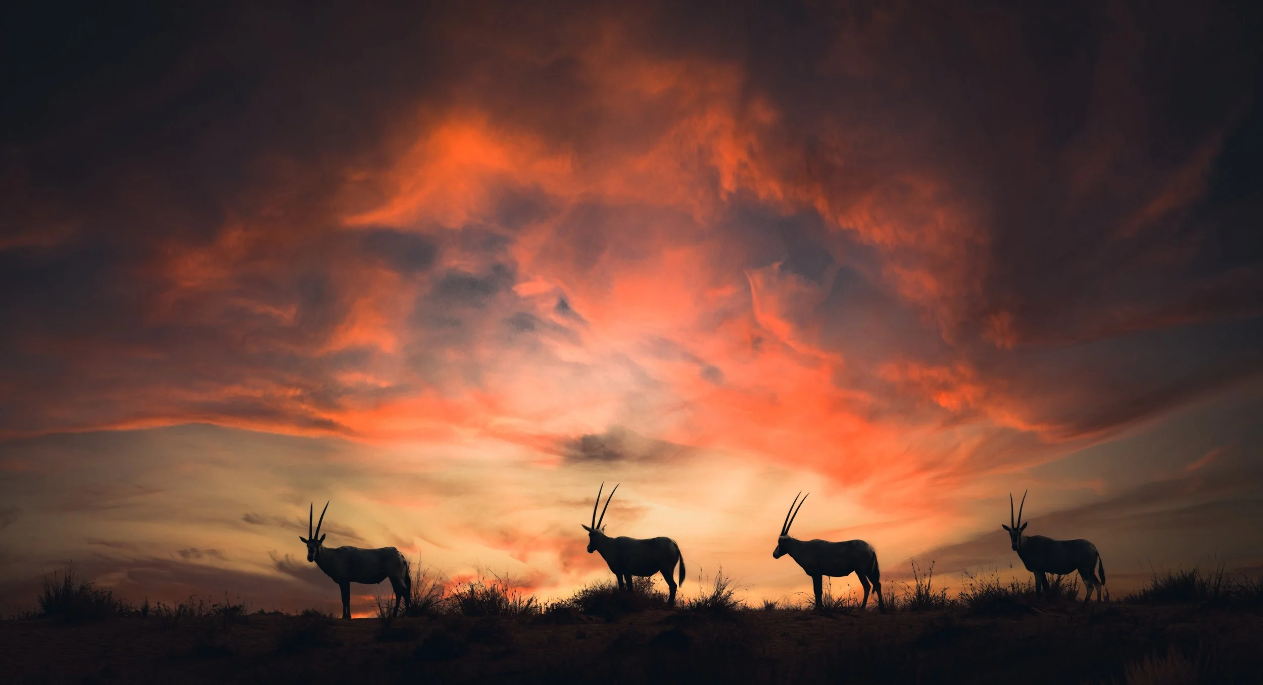 Oryx cloudy33.jpeg