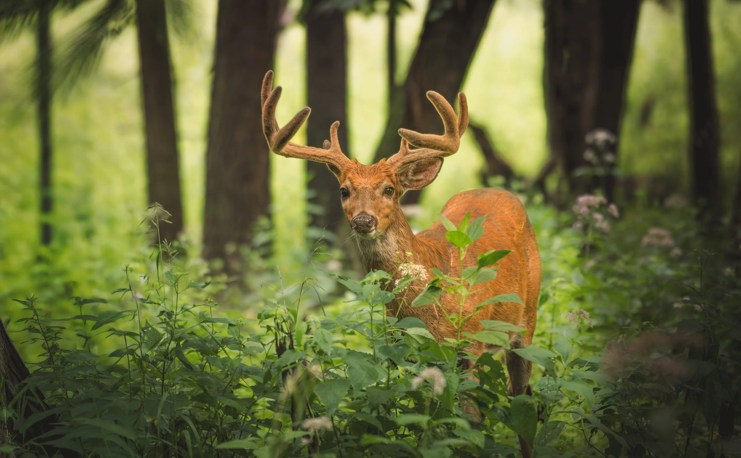 Antler in spring.jpeg
