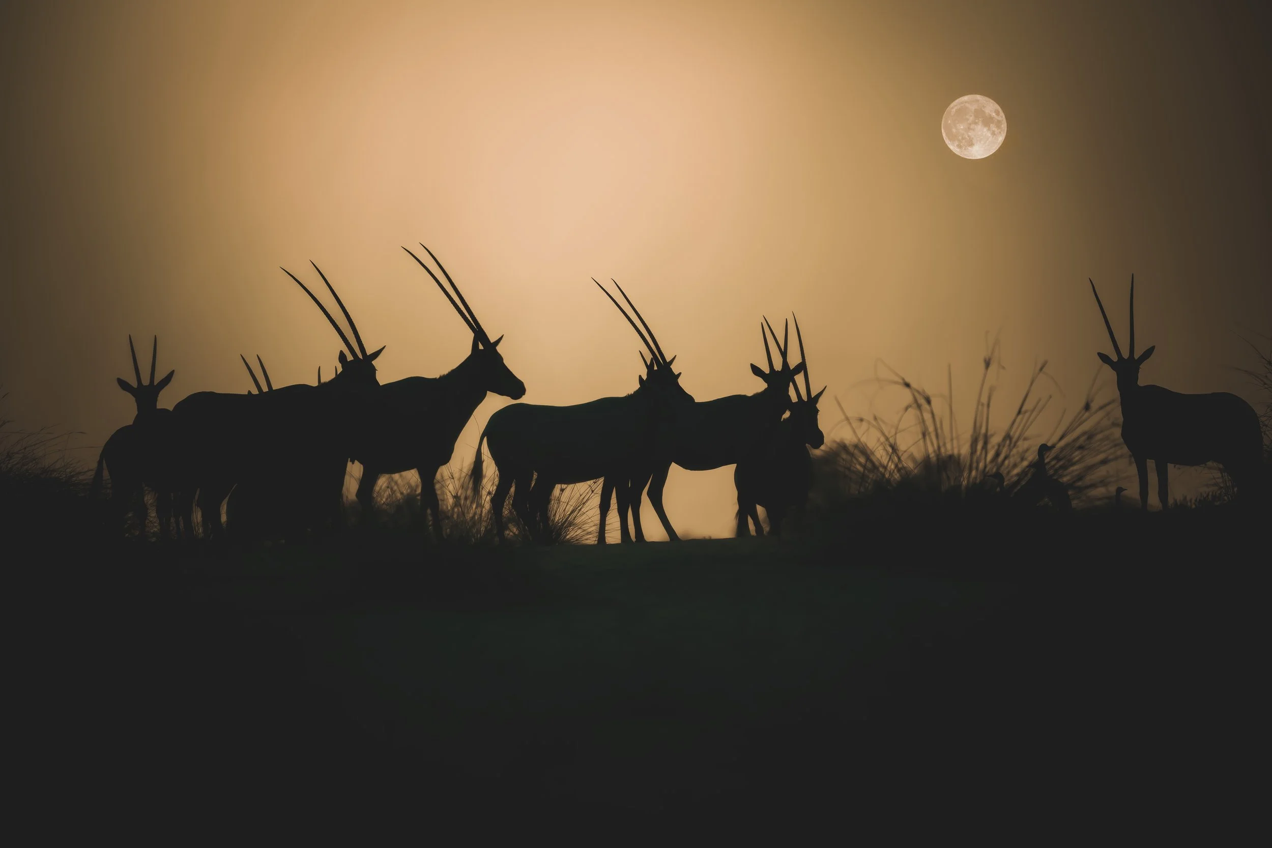 Oryx Silhouette warm2.jpeg