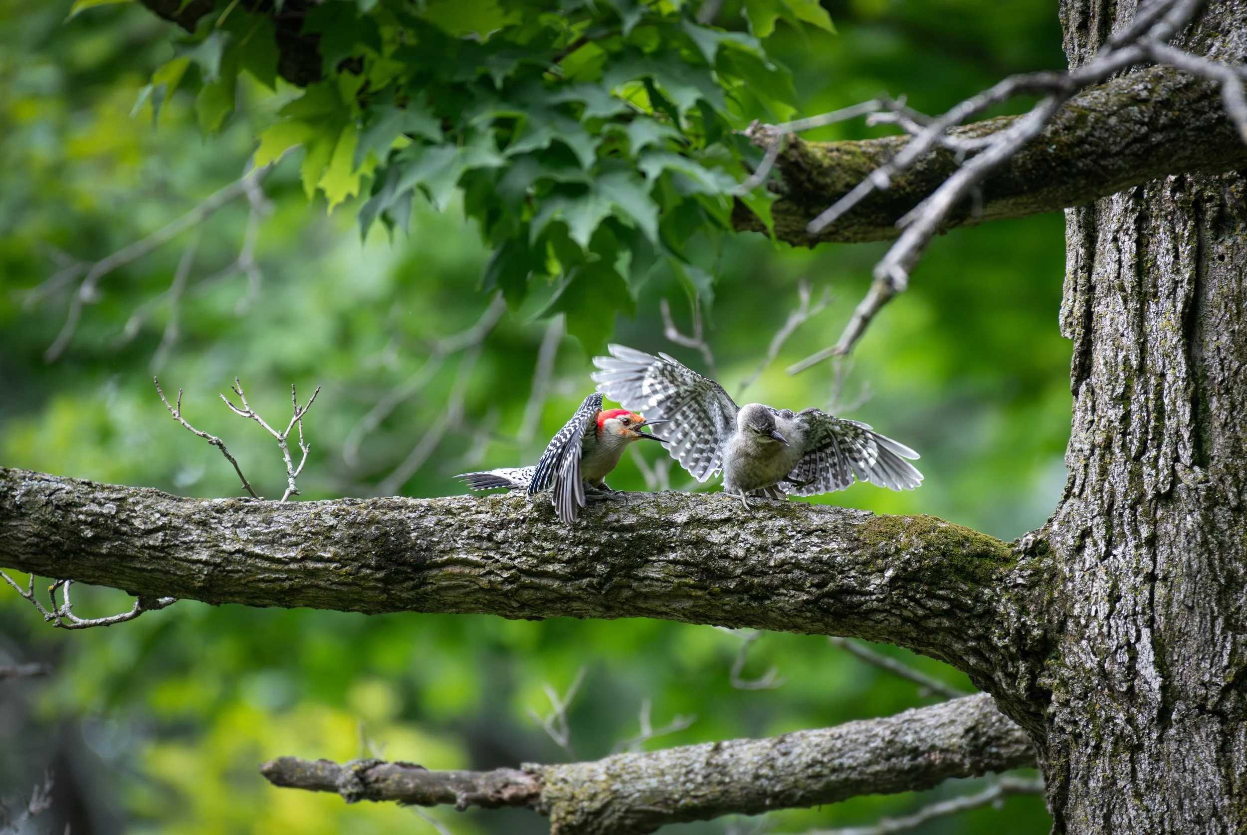 Woodpecker mom yelling.jpeg