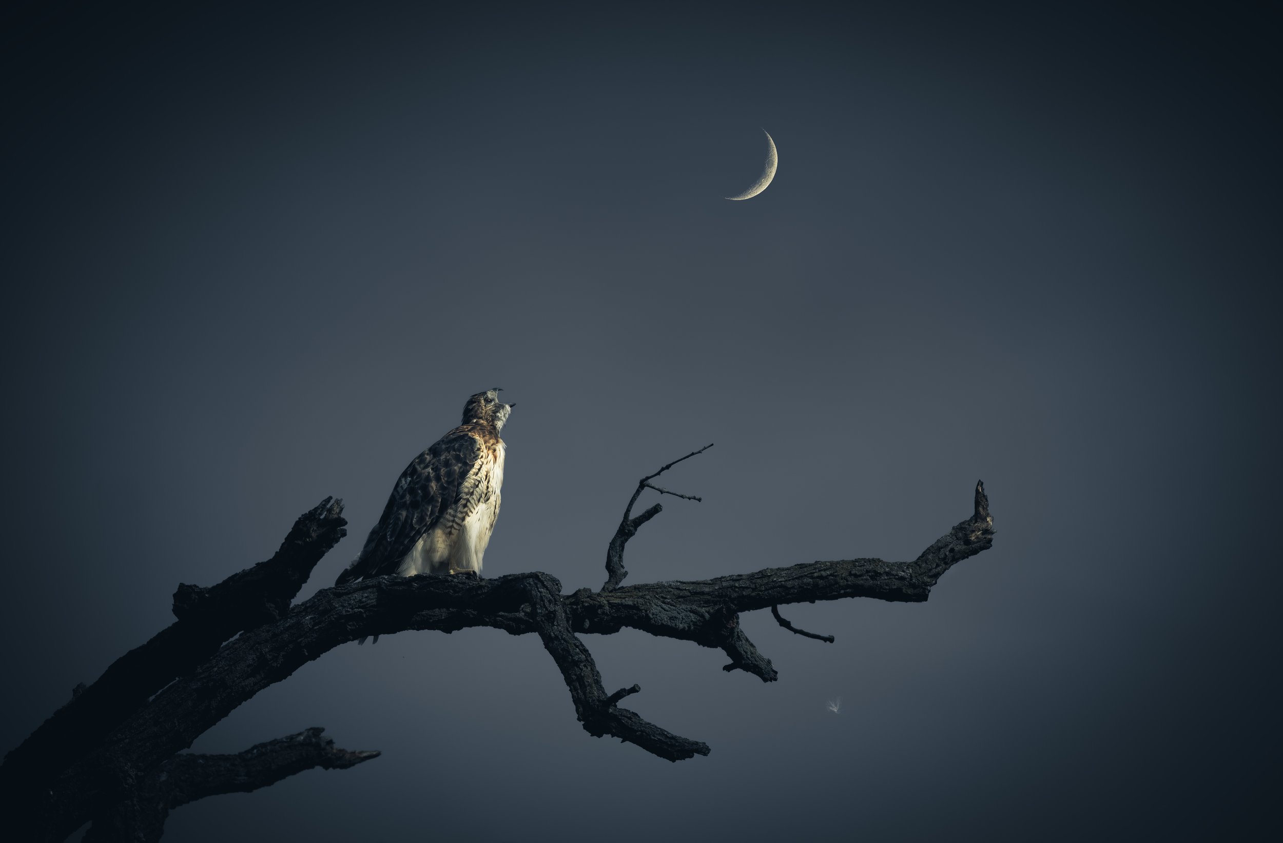 Osprey Crescent.jpeg