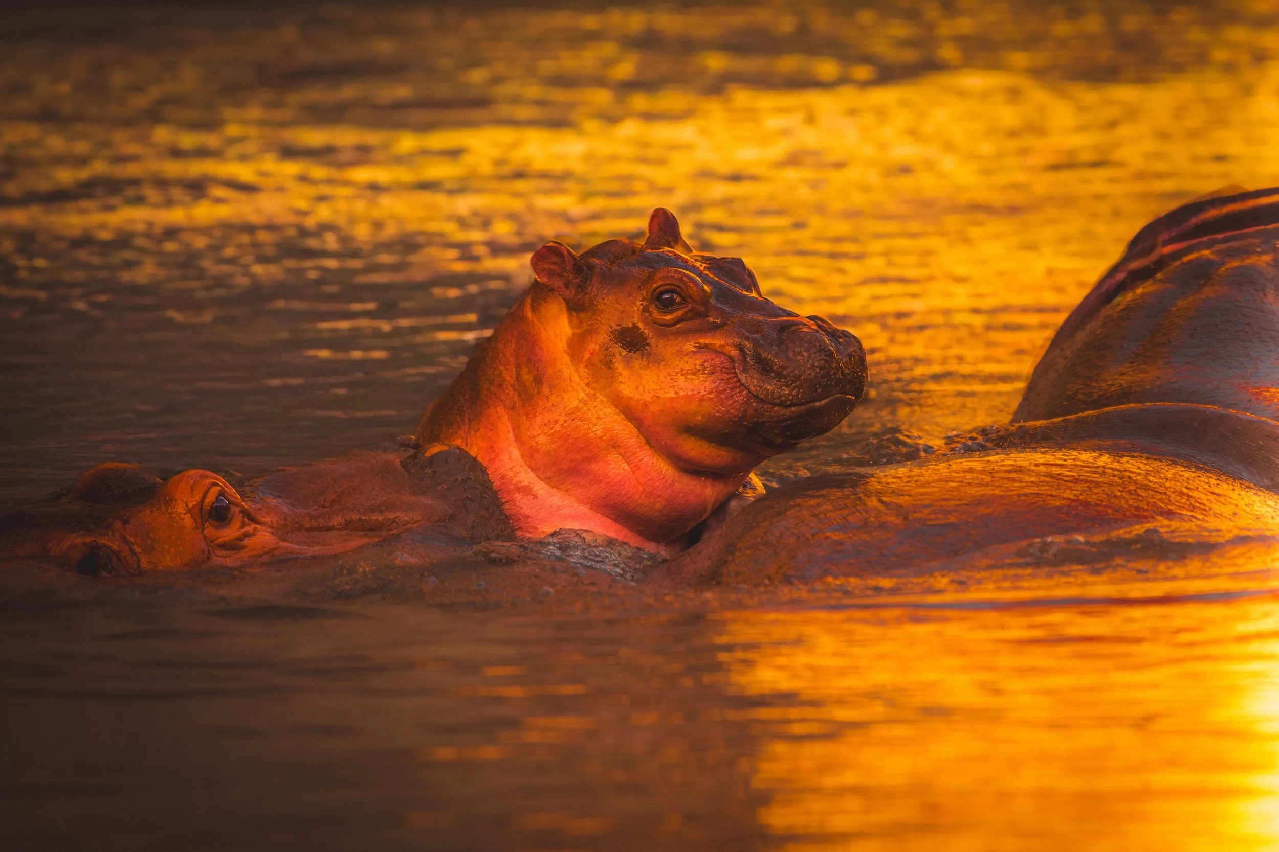 Hippo Family.jpeg