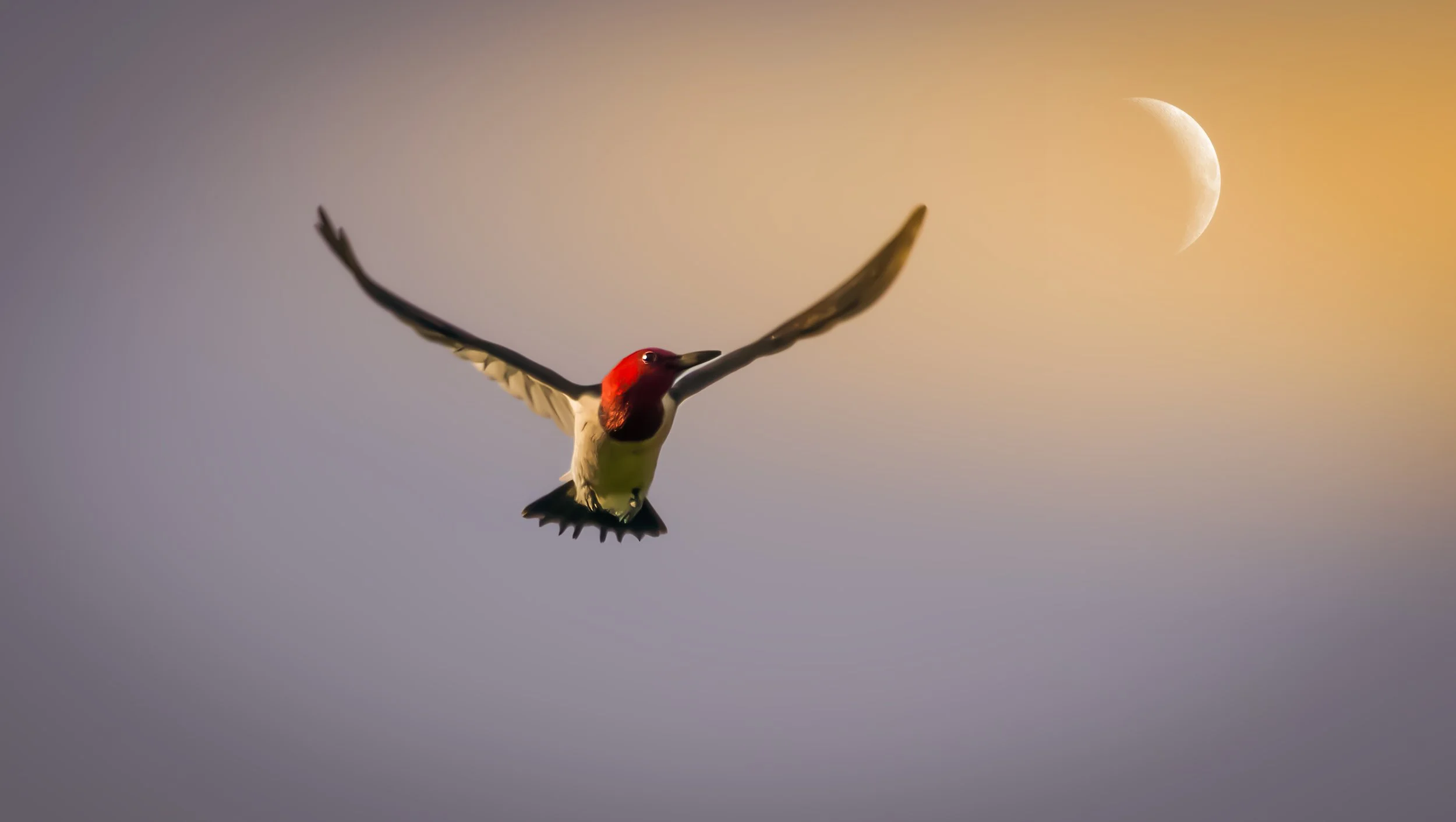 woodpecker flying.jpeg