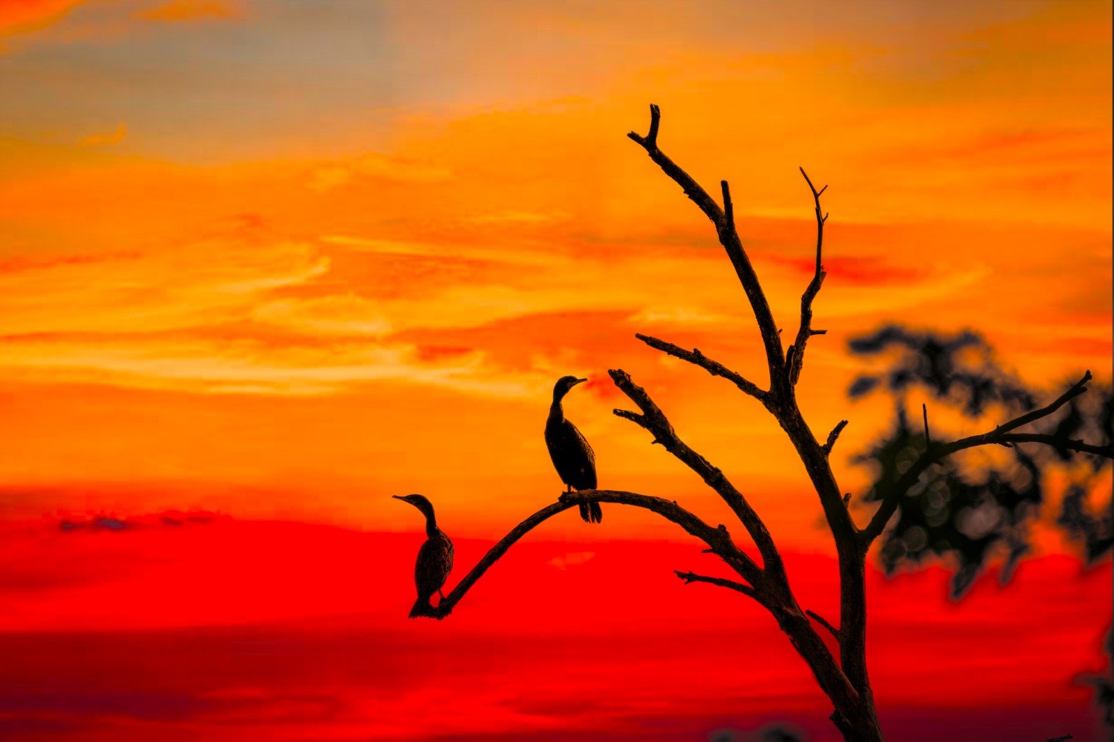 WhatsApp Image 2026-02-12 at 1.18.47 PM.jpeg