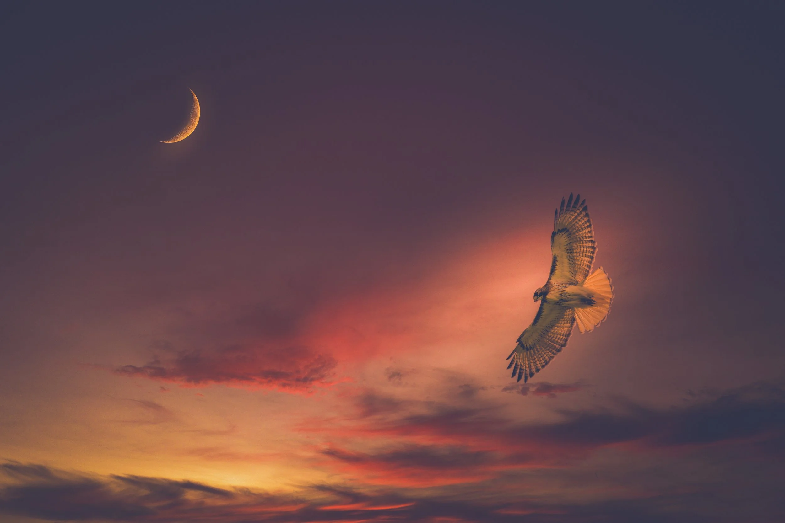 Hawk Night Crescent.jpeg