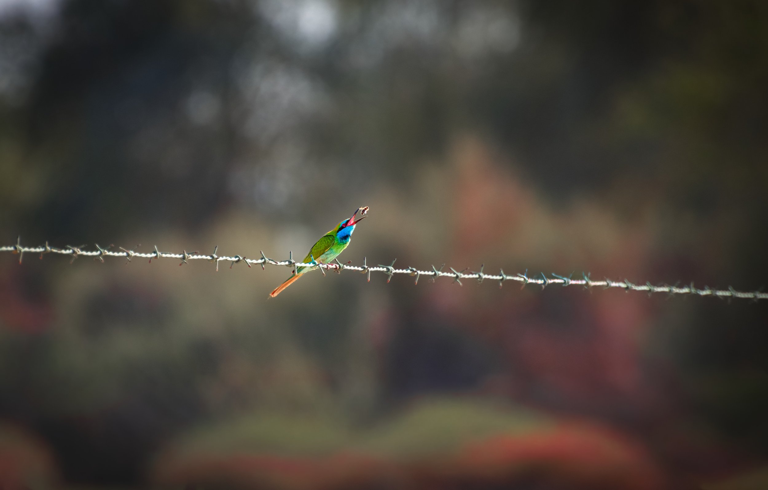 Bee Eater.jpeg