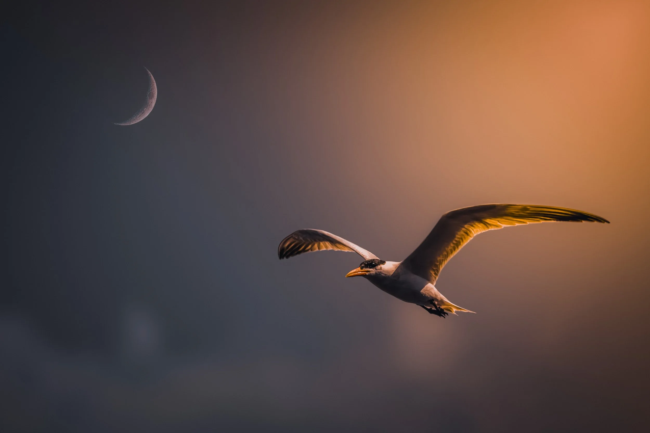 Seagul 101.jpeg