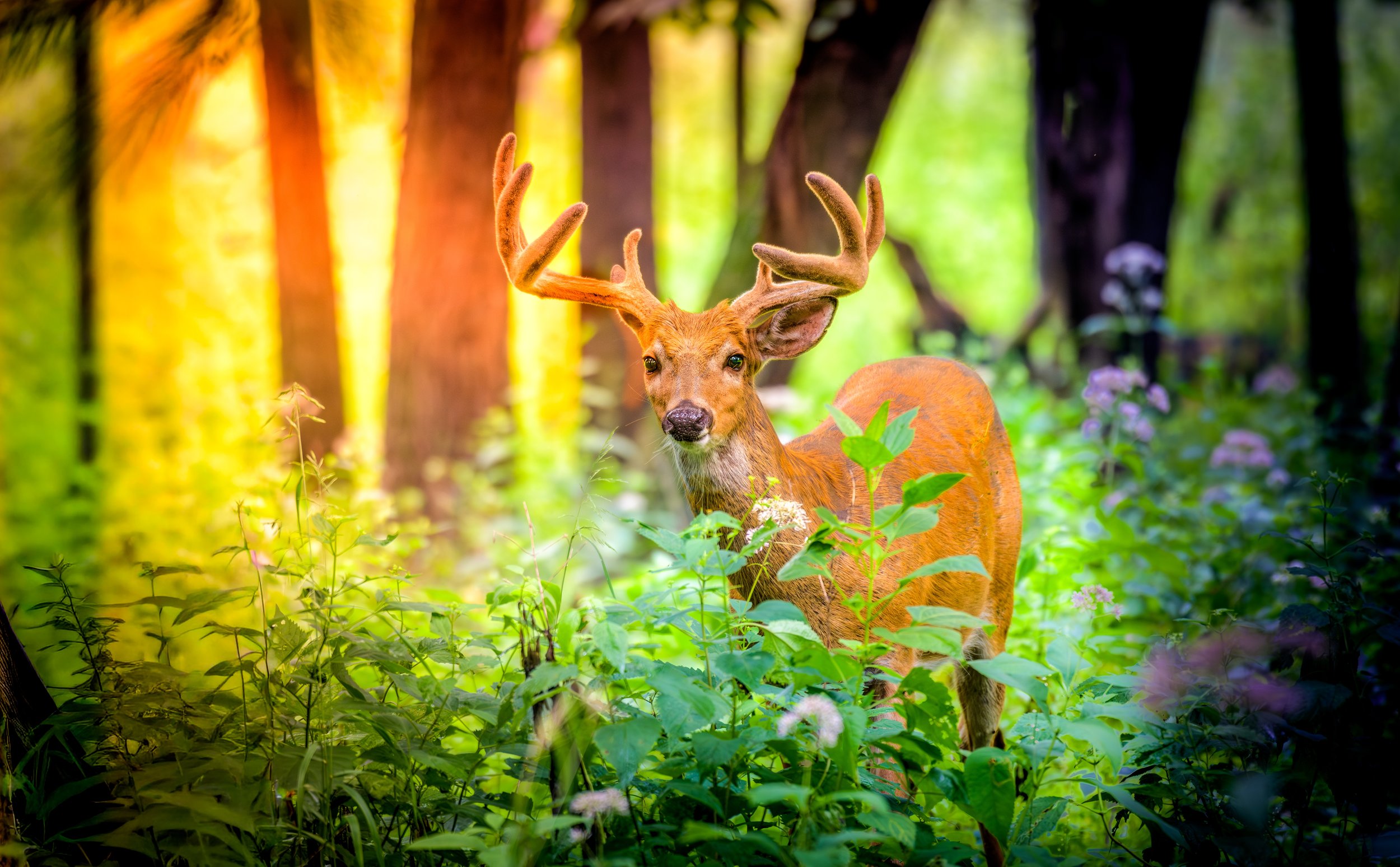 Deer Sunrise 411.jpeg
