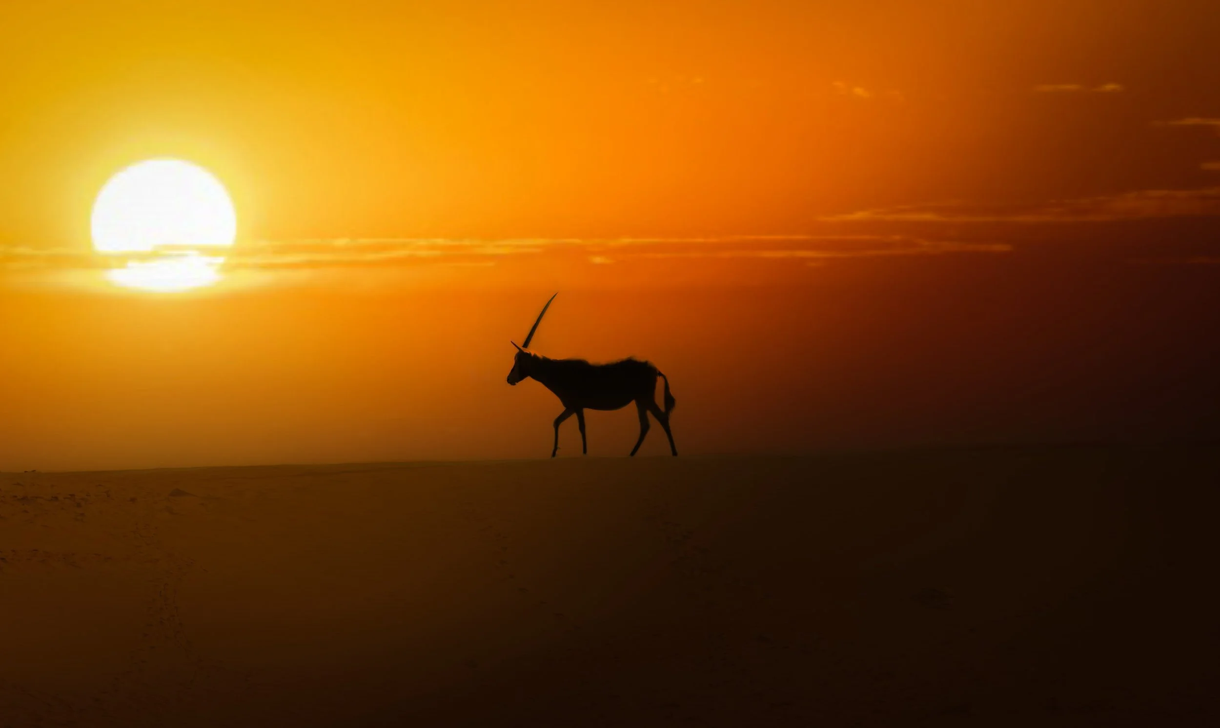 Oryx red sunset2.jpeg