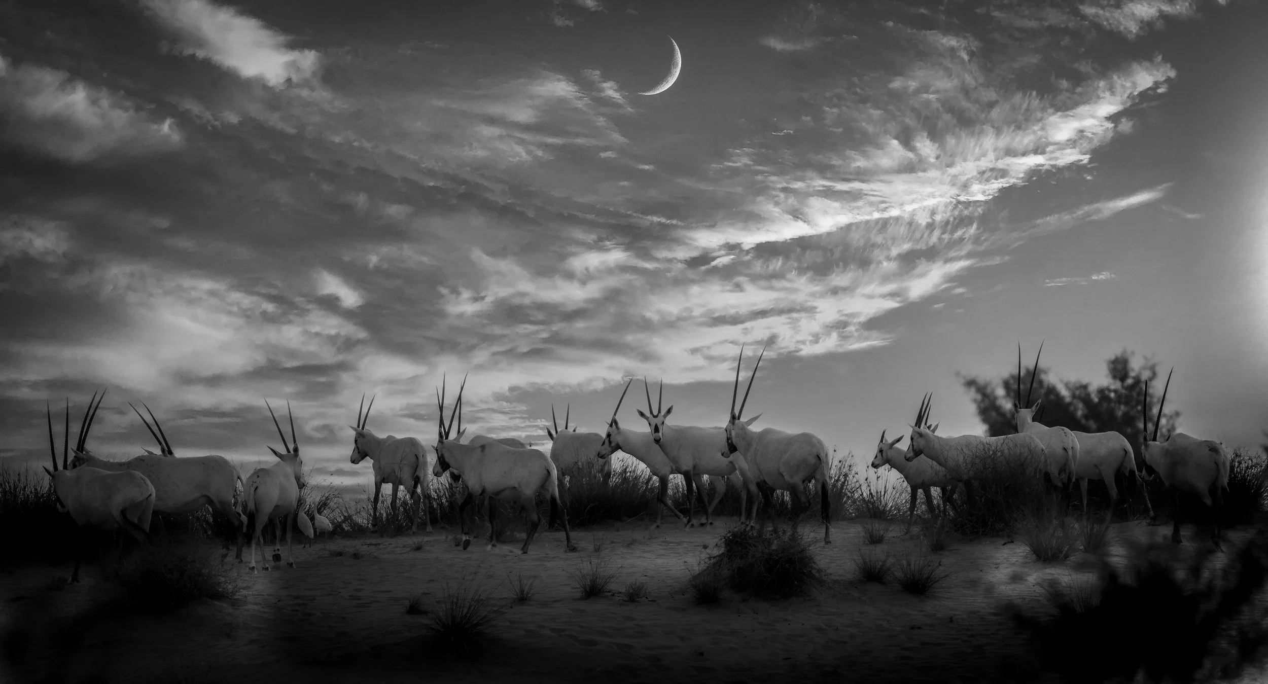 Oryx B&W.jpeg