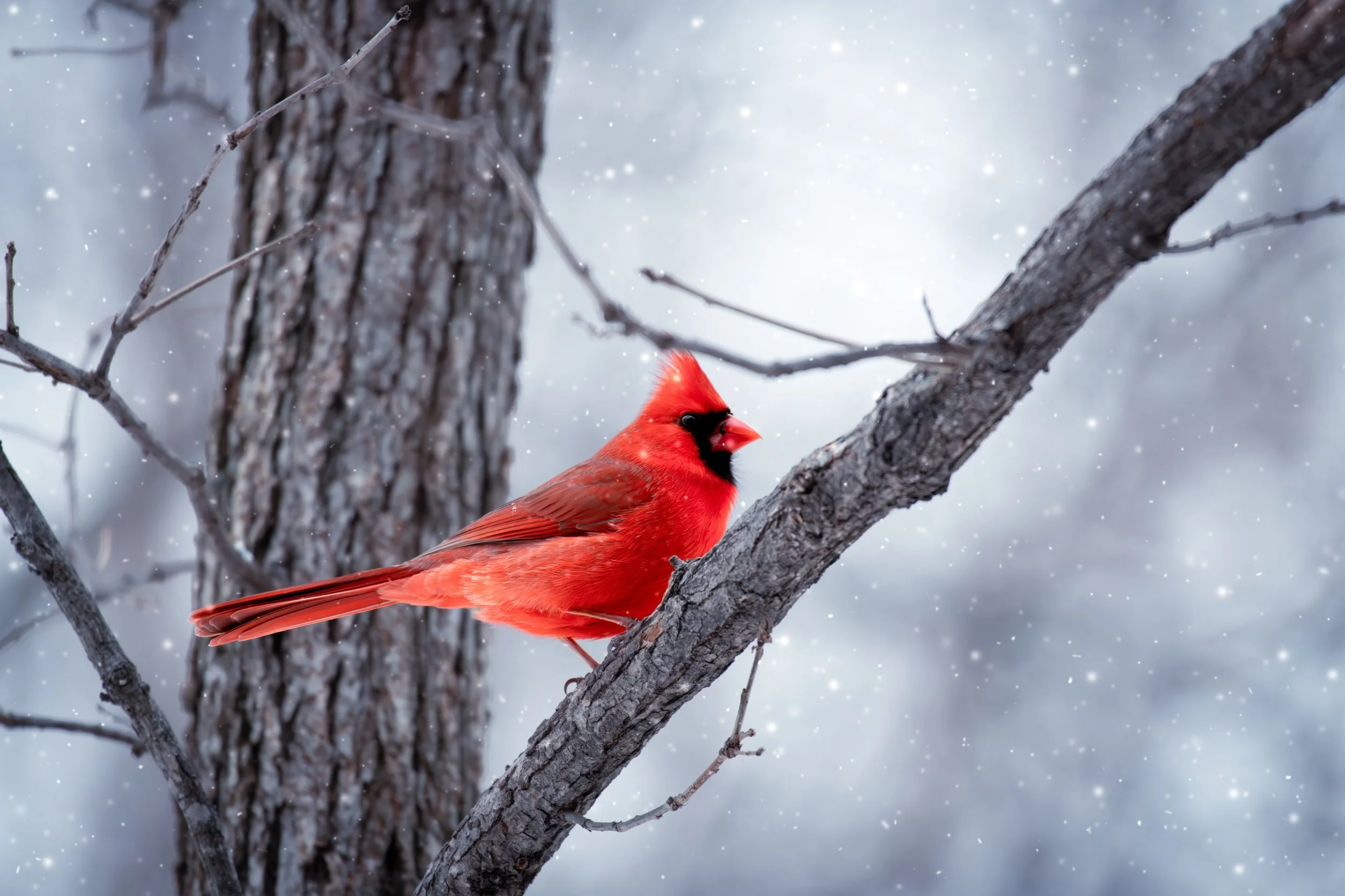 Cardinal Snow 400.jpeg