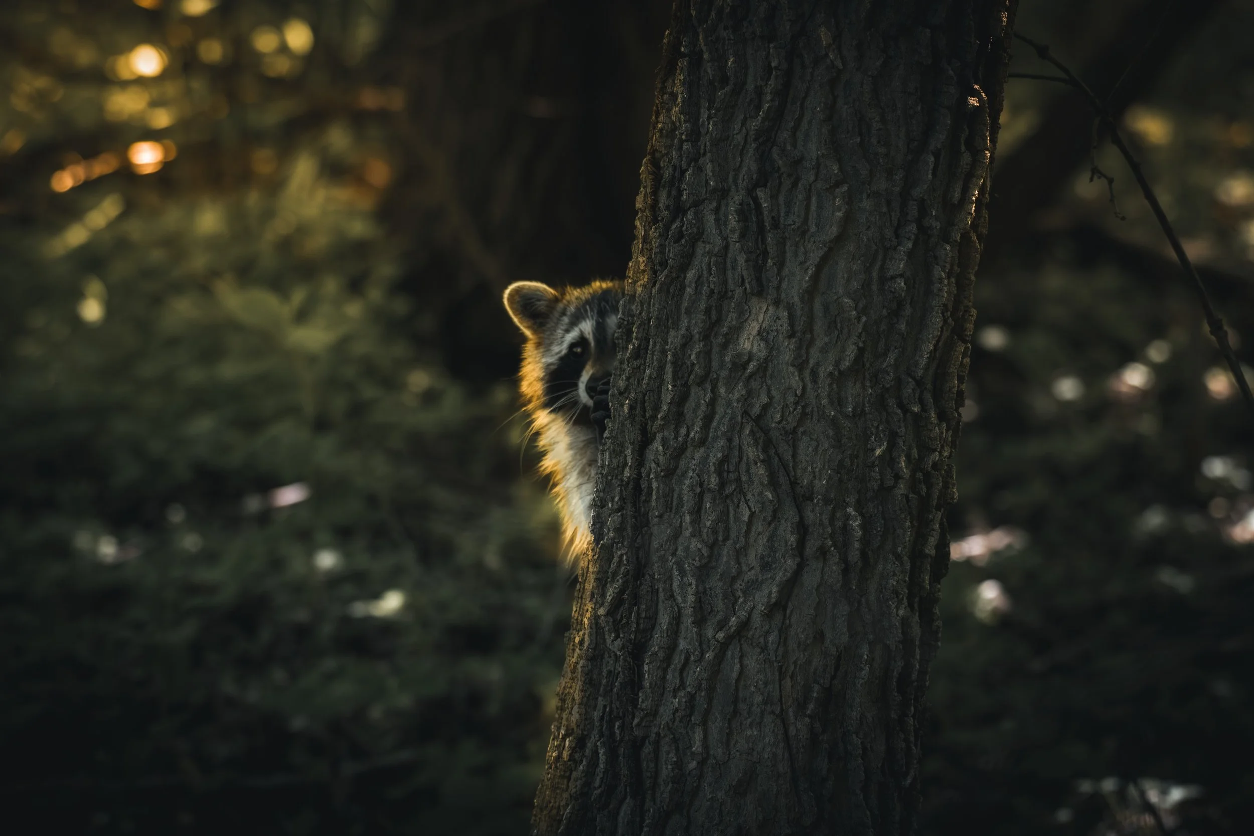Raccoon 117.jpeg