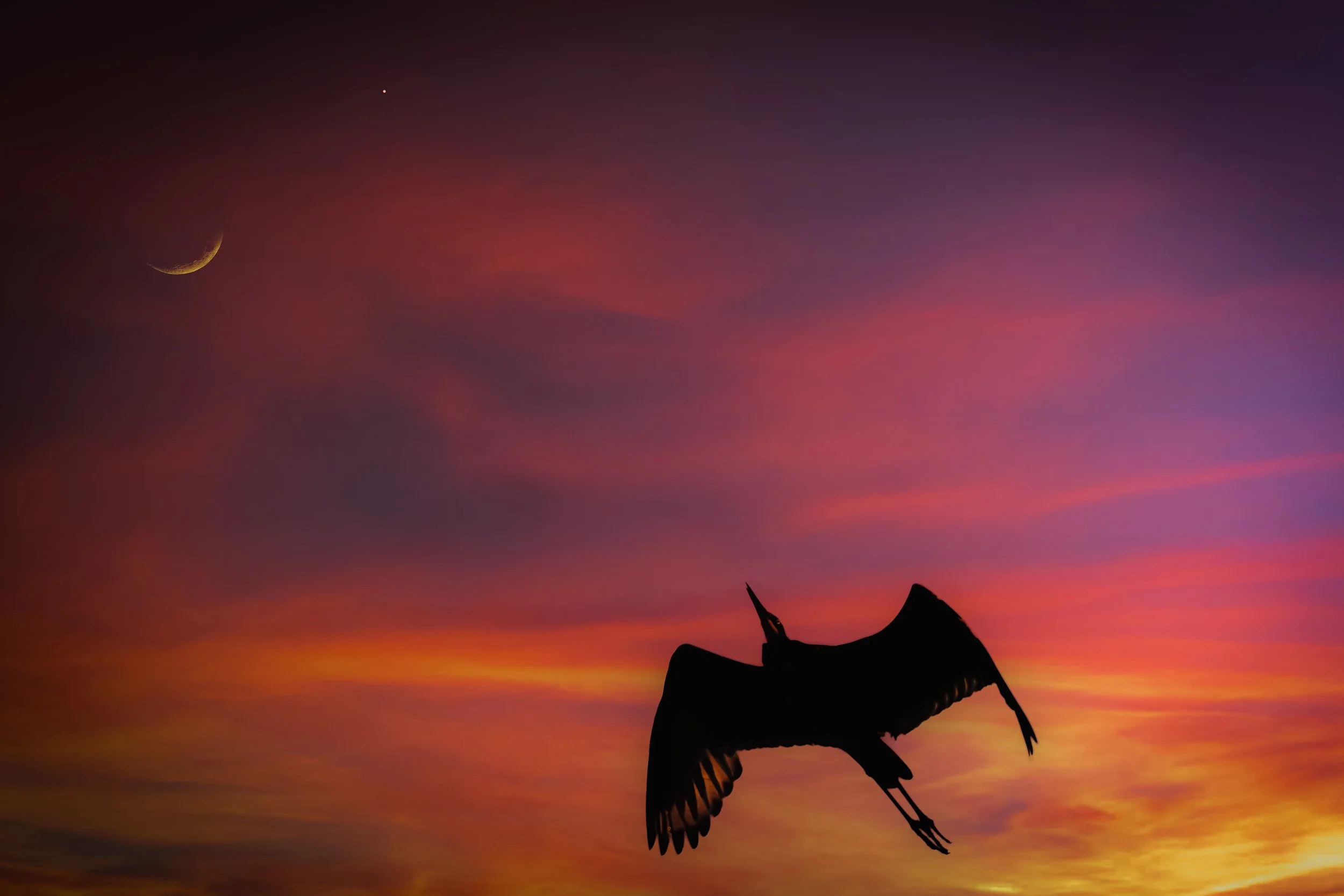 Heron 171717.jpeg