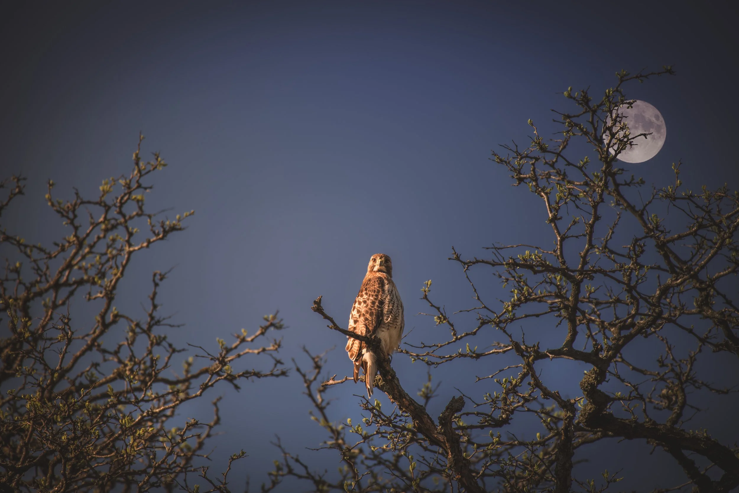 Drama Full Hawk.jpeg