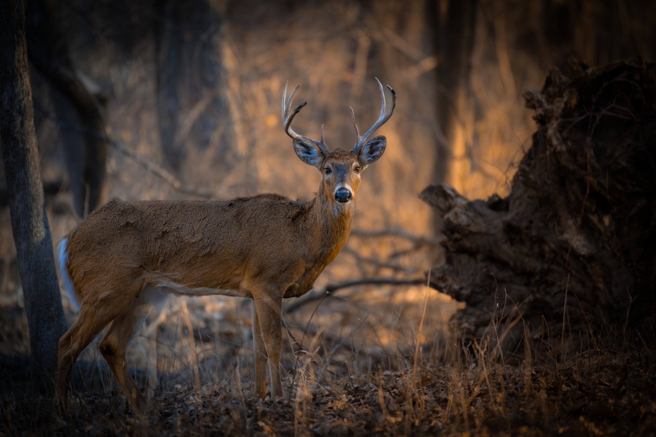 Dear sunrise 600.jpeg