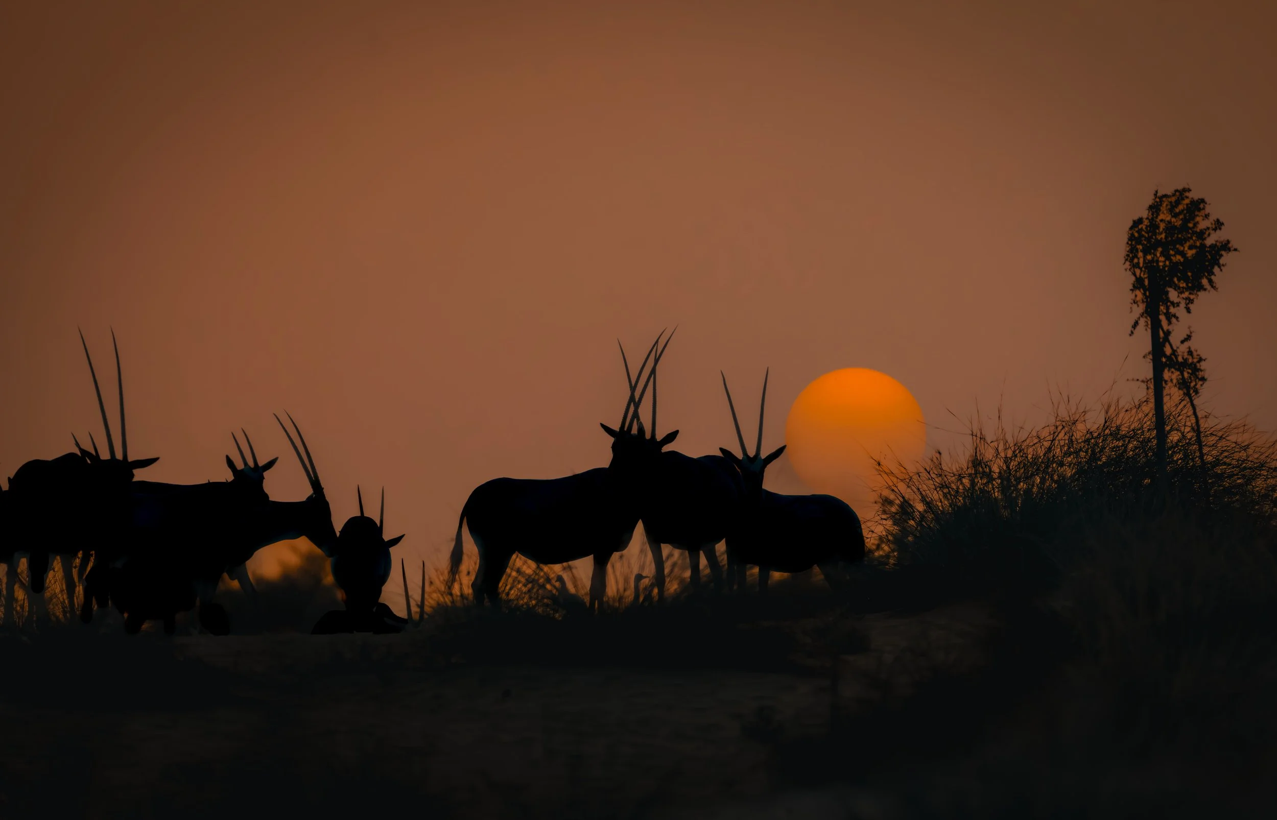 Oryx Silhouette warm.jpeg