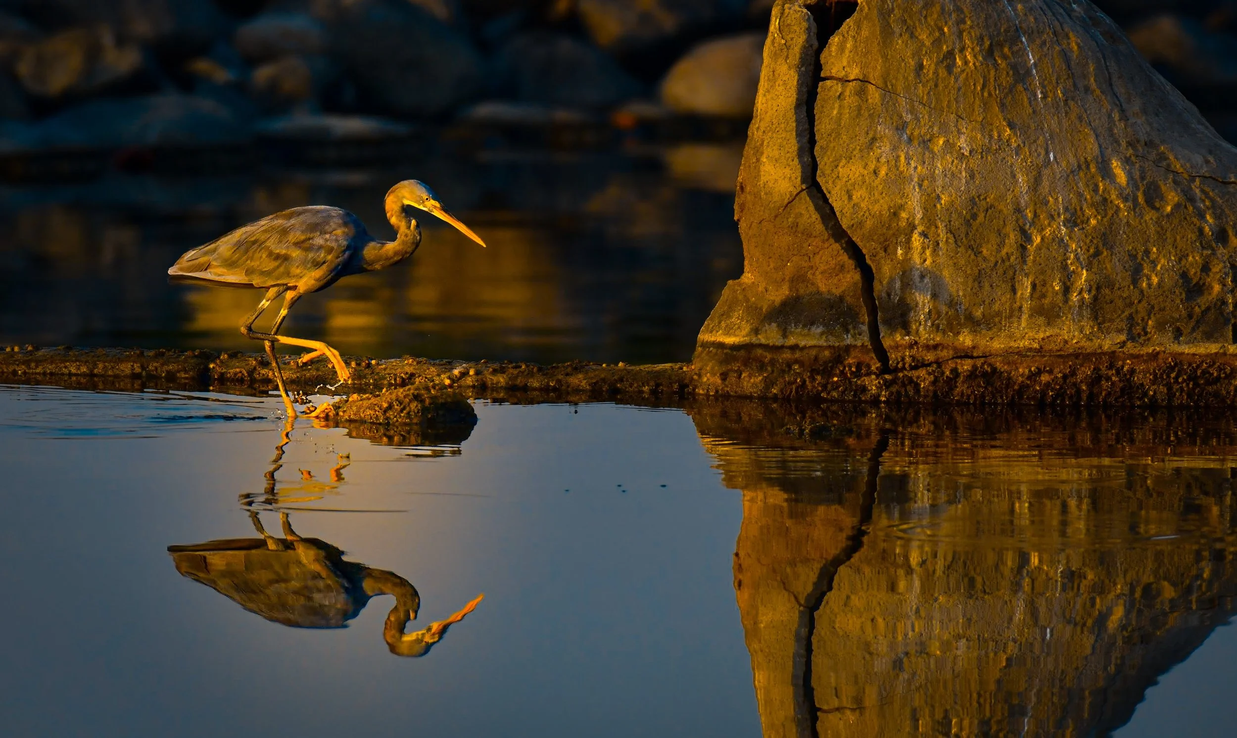Heron Reflection 400.jpeg