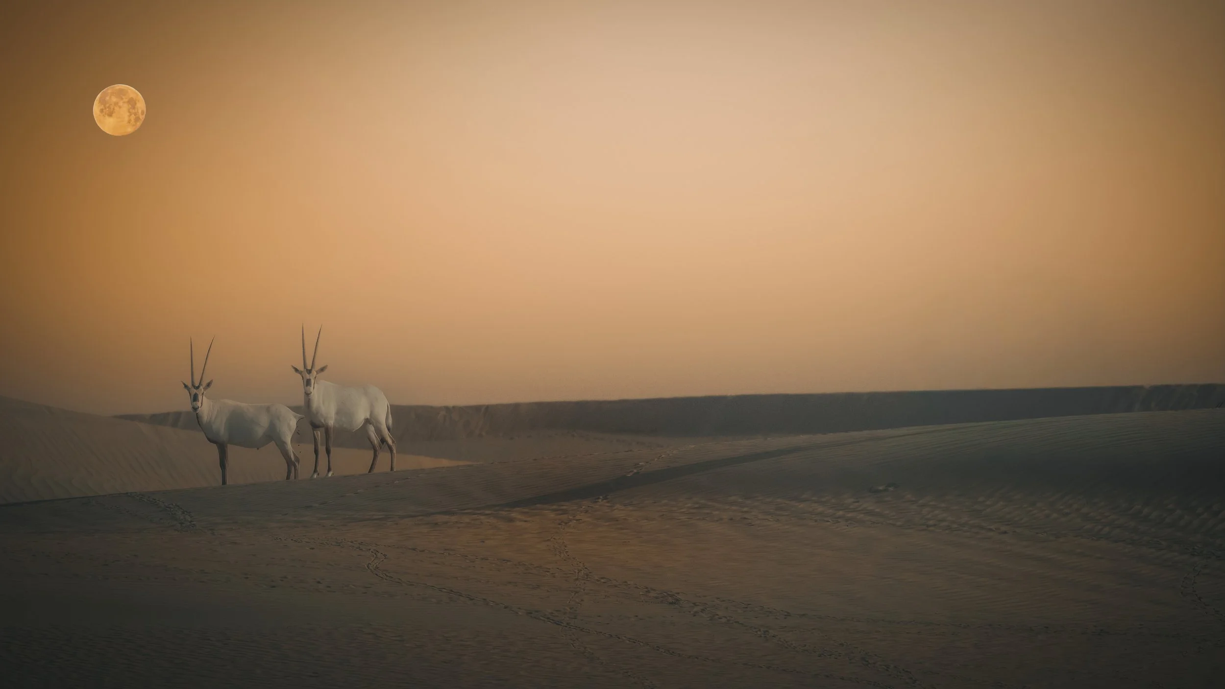 Oryx moon sunset.jpeg