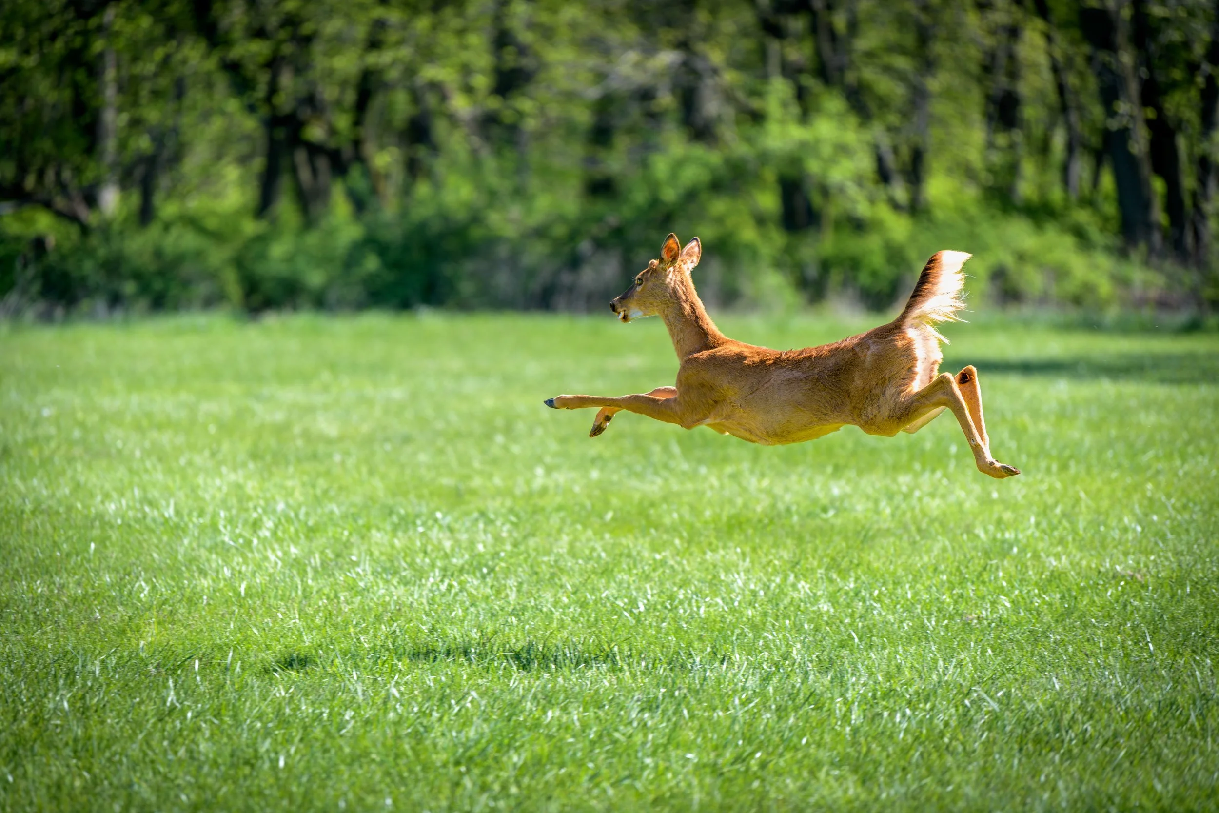 Deer Flying.jpeg