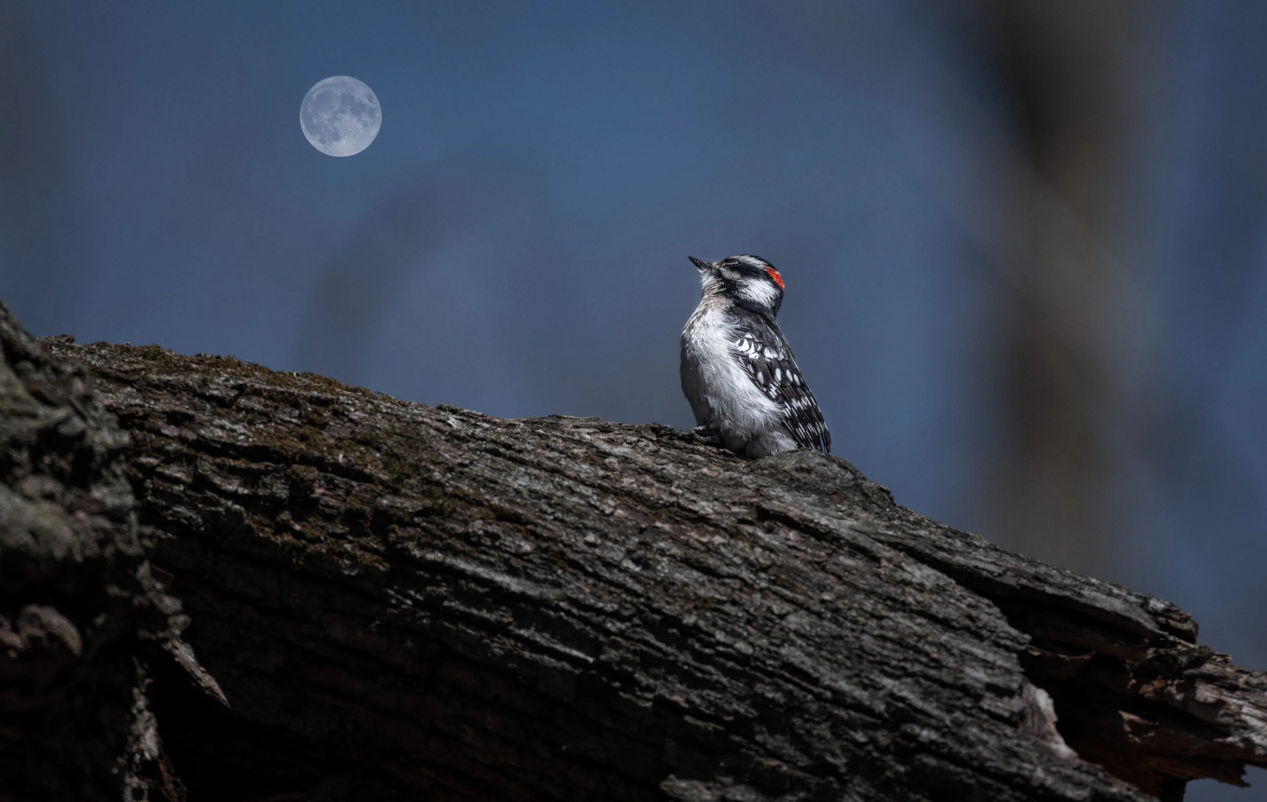woodpecker awesome 1234.jpeg