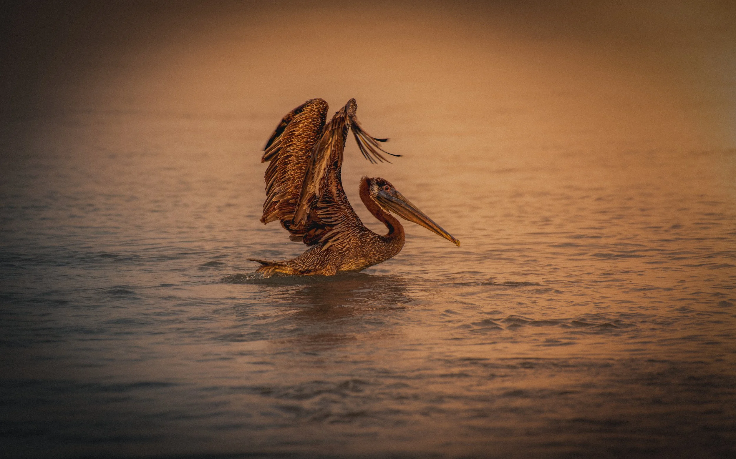 costa rican pelican.jpeg