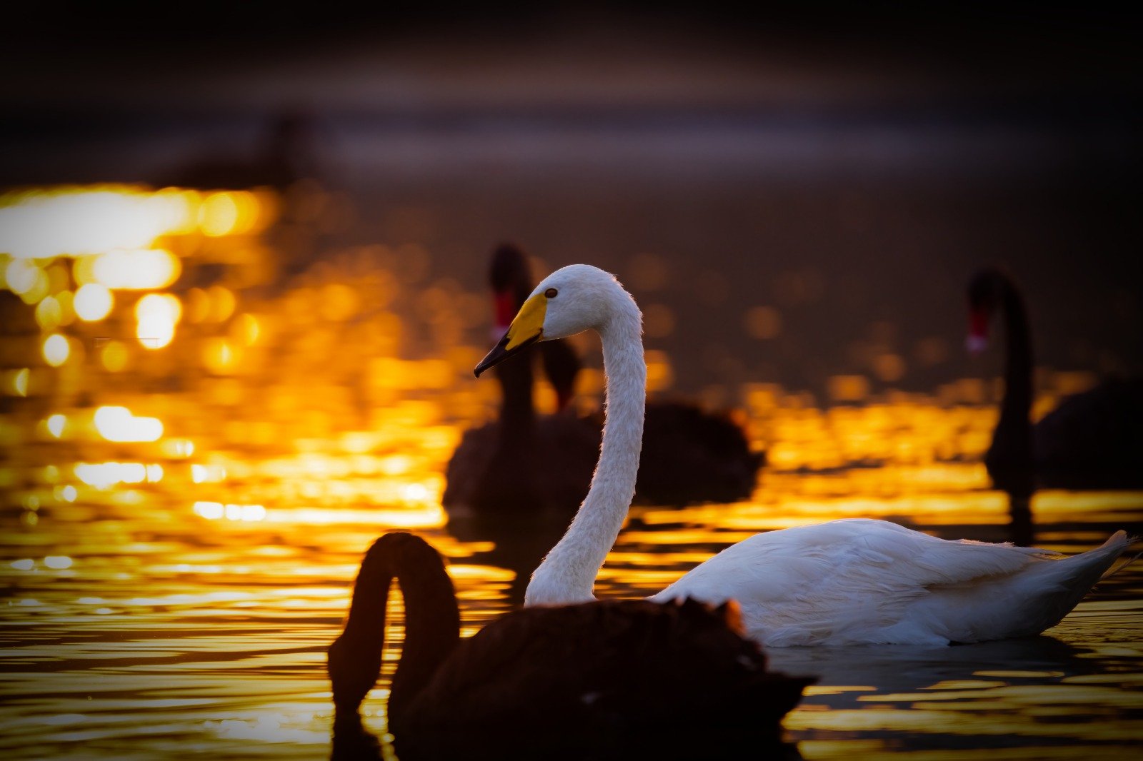 WhatsApp Image 2026-02-17 at 10.44.16 AM.jpeg