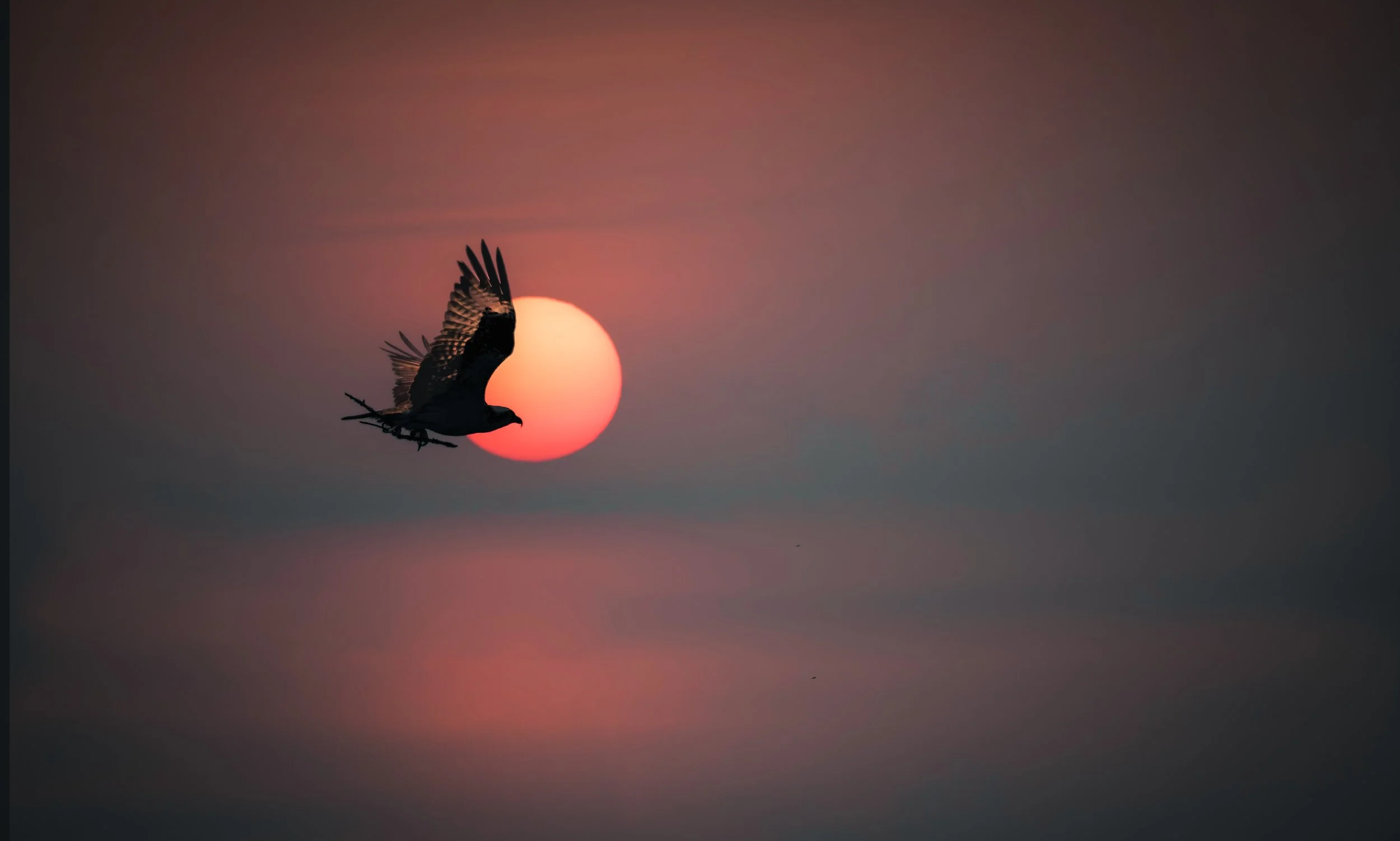 Osprey Silhouette.jpeg