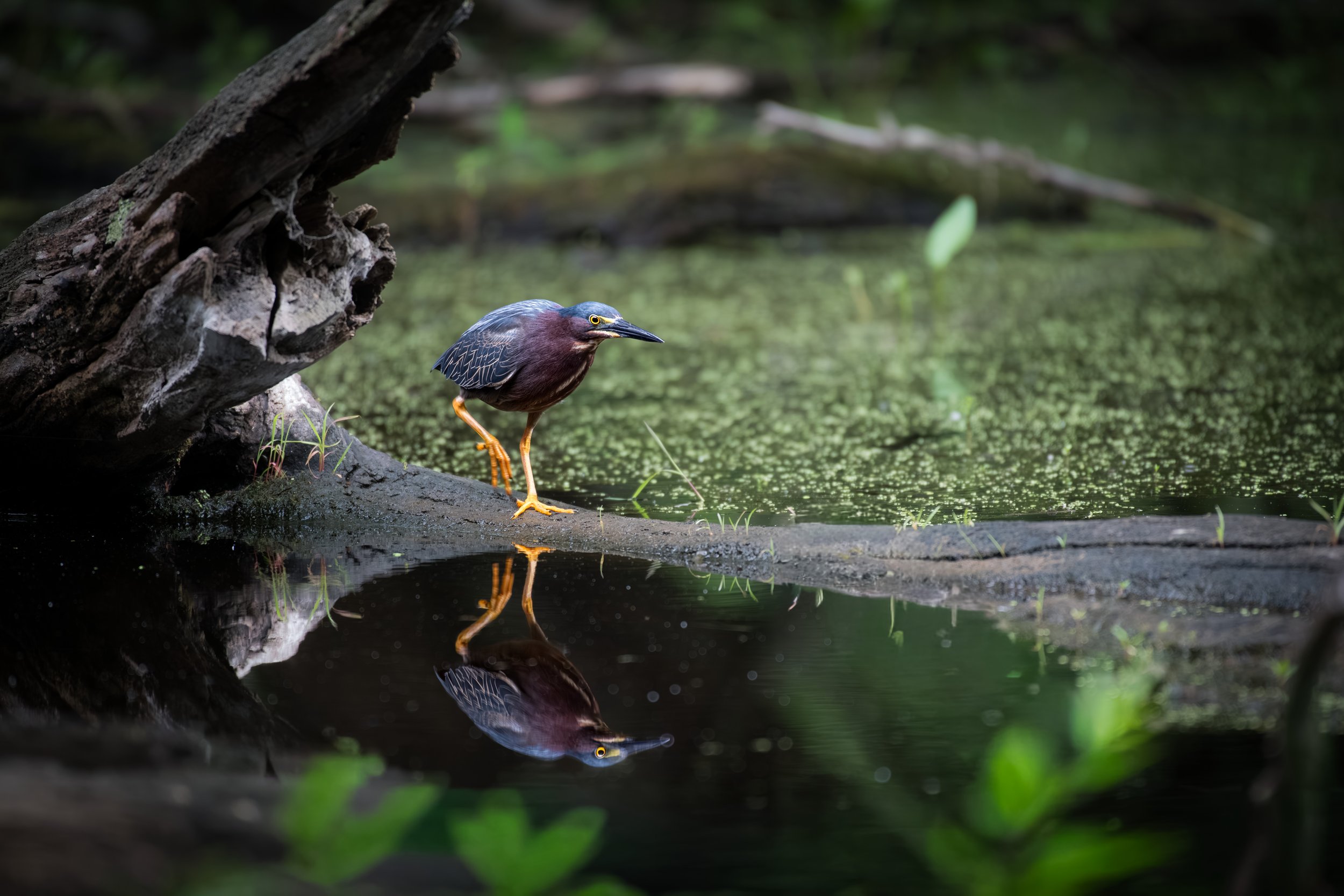 Green Heron Hunting.jpeg