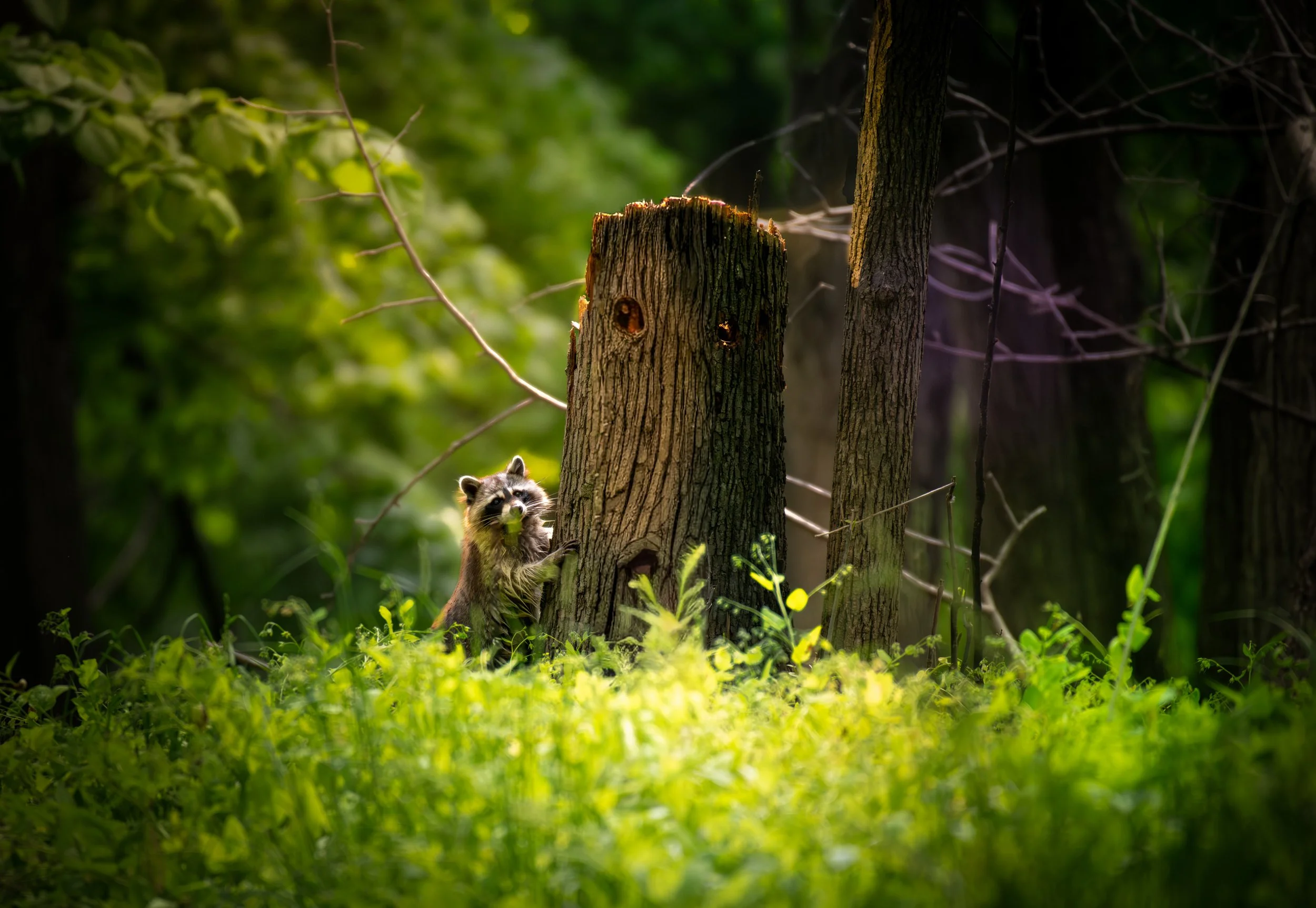 Raccoonish2.jpeg