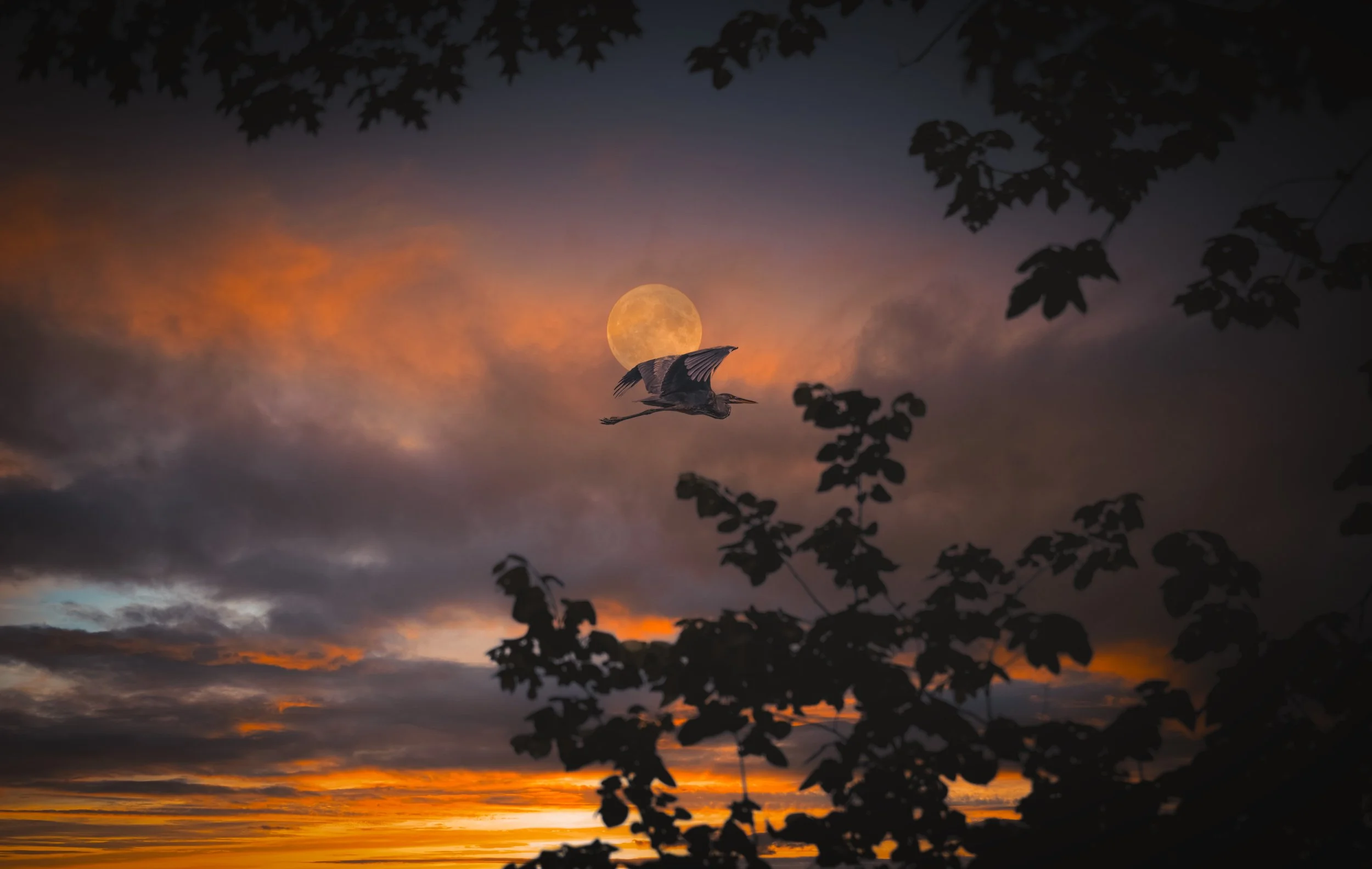 Heron Cloudy3.jpeg
