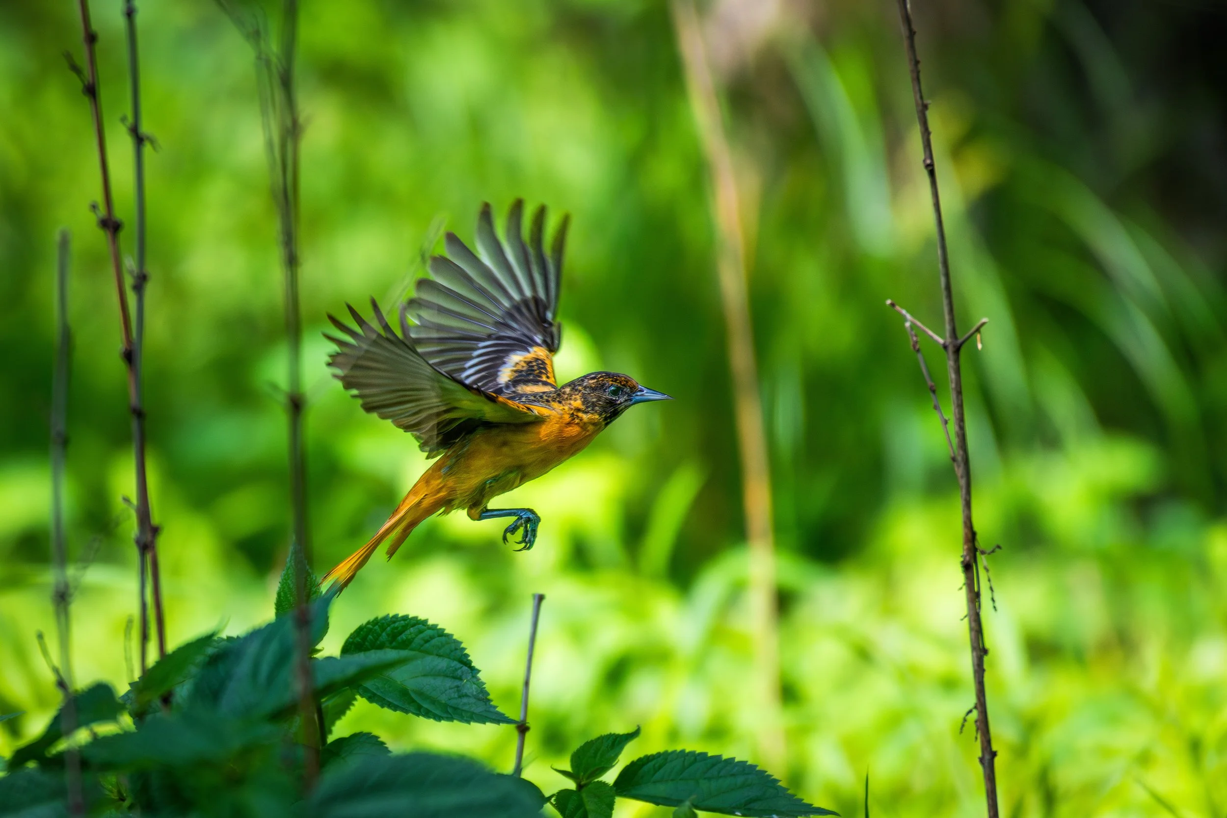 Female Baltimore Oriole.jpeg
