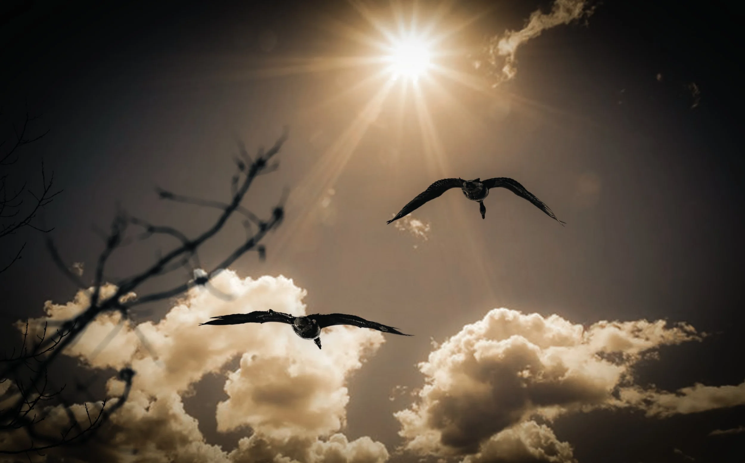 Geese Migration.jpeg