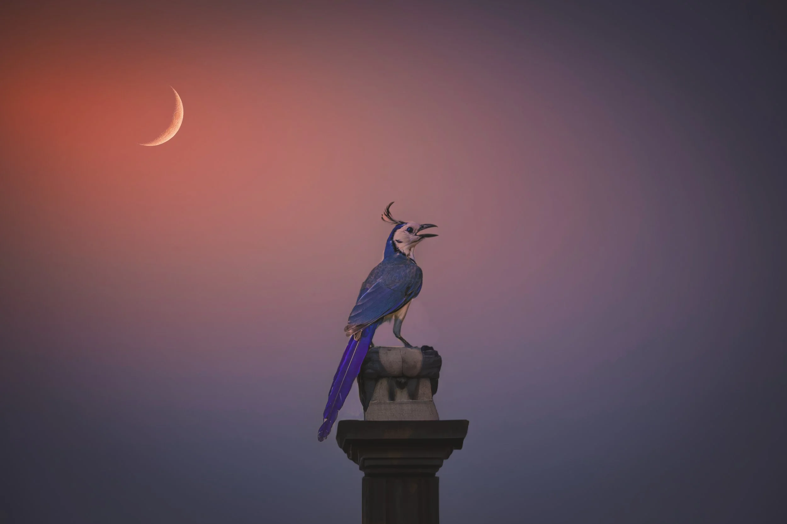 costa rican blue bird.jpeg