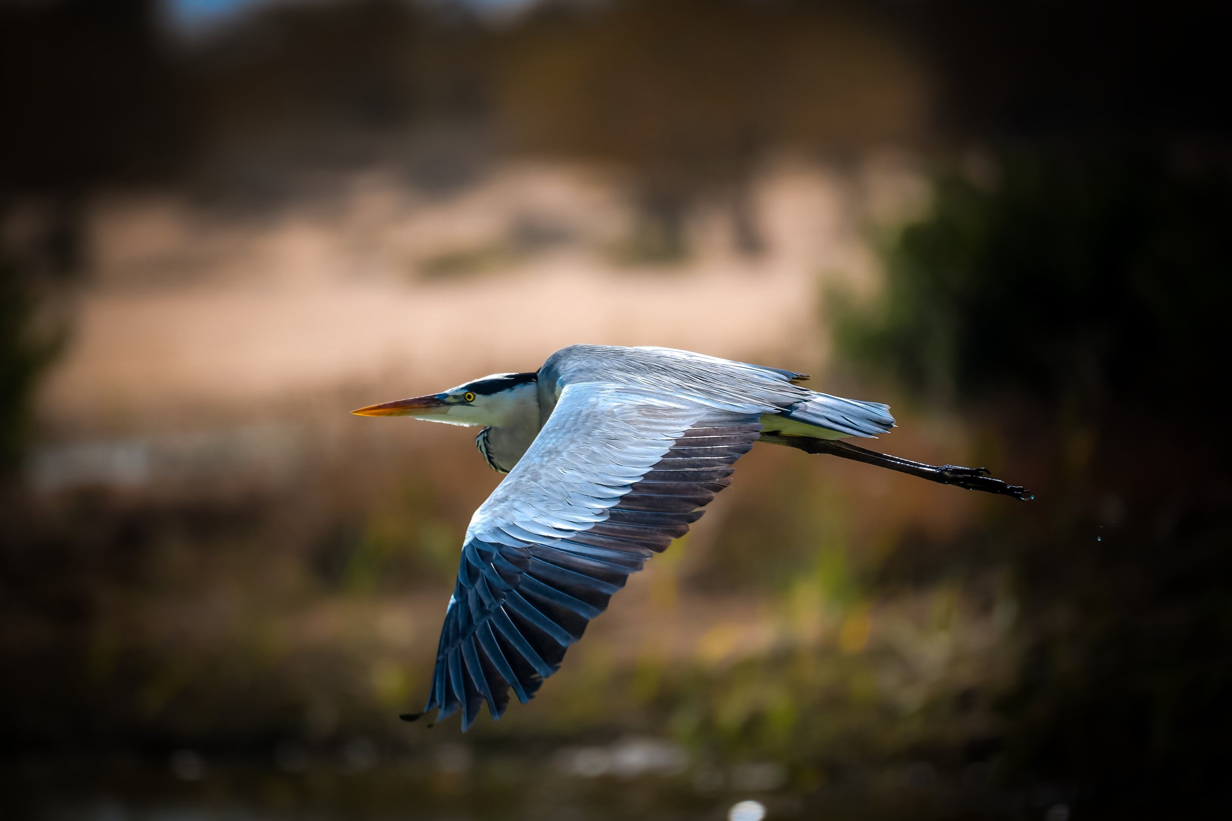 Flying Heron 400.jpeg