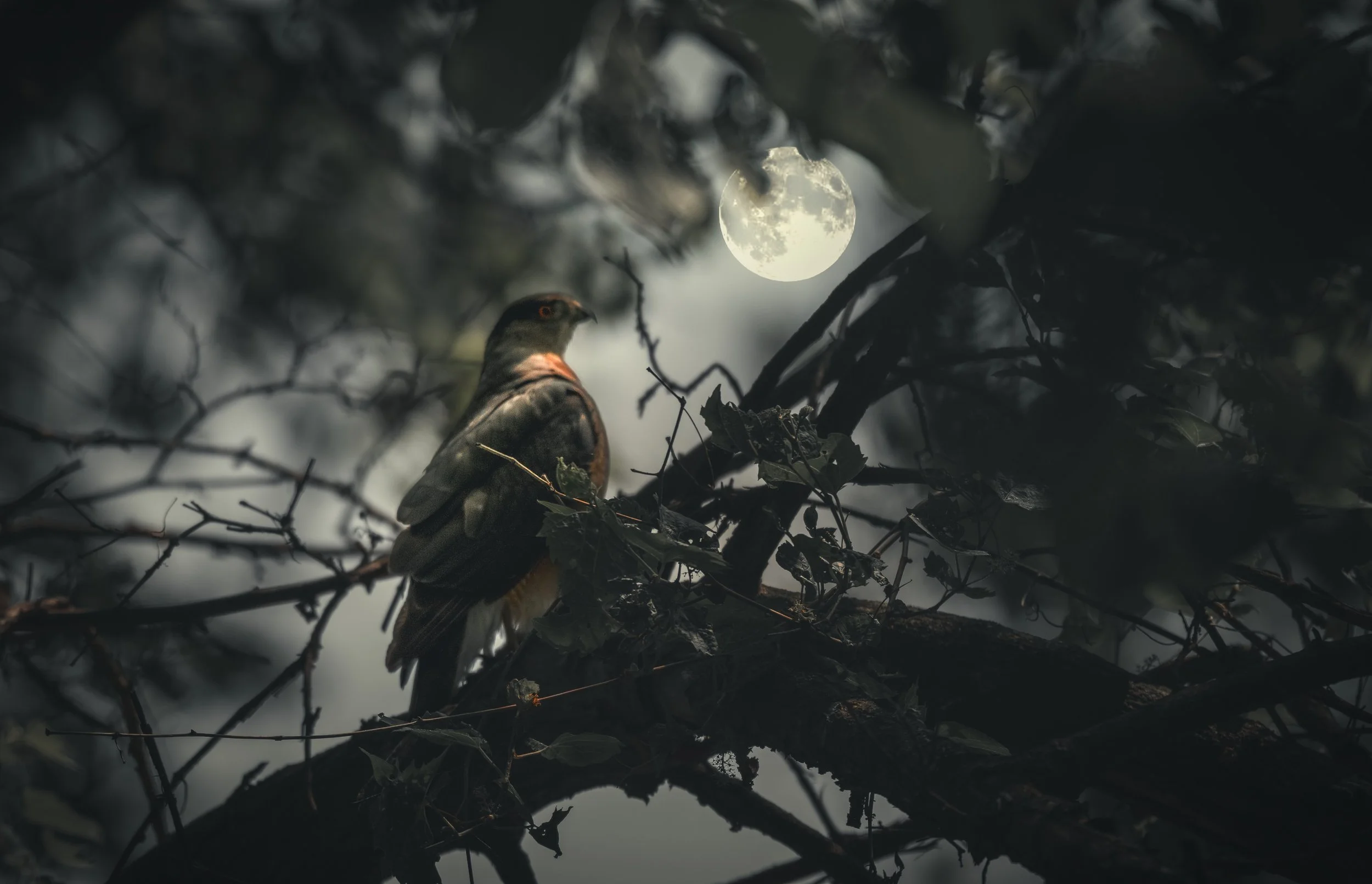 Cooper's Hawk.jpeg
